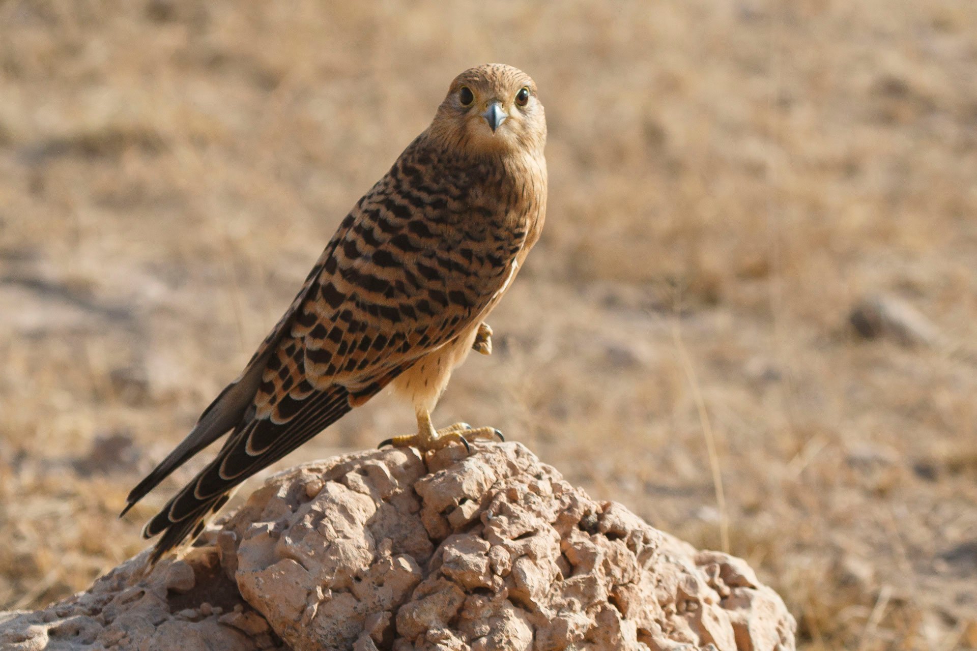F7.1, 1/800, ISO250 | Guide Johnson Salash 