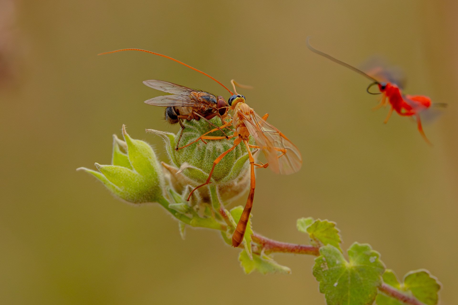 F 11, 1/1000, ISO 1250 | Arnold Omondi 