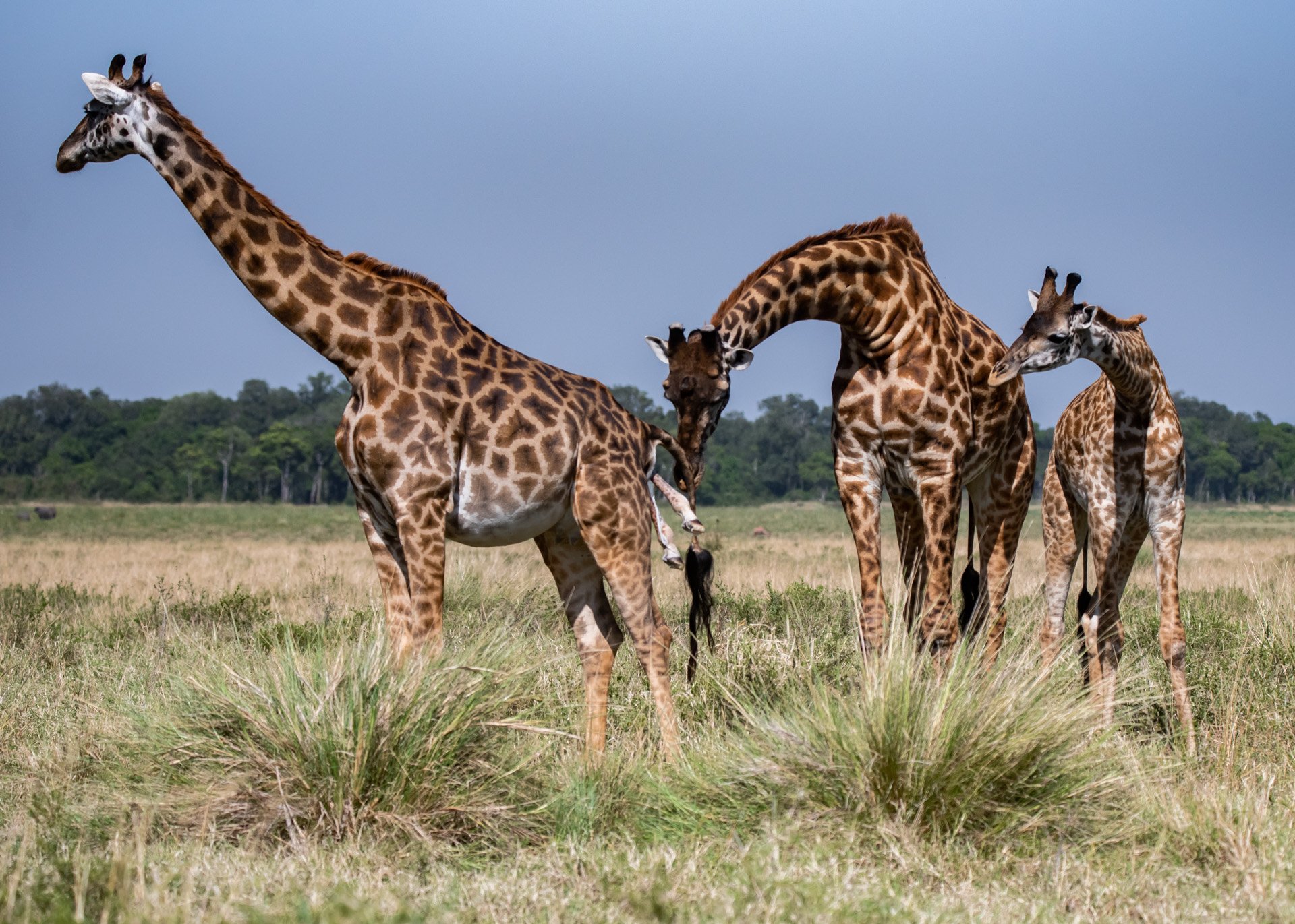 F 7.1, 1/3200, ISO 800 | Photo: Wilson Naitoi