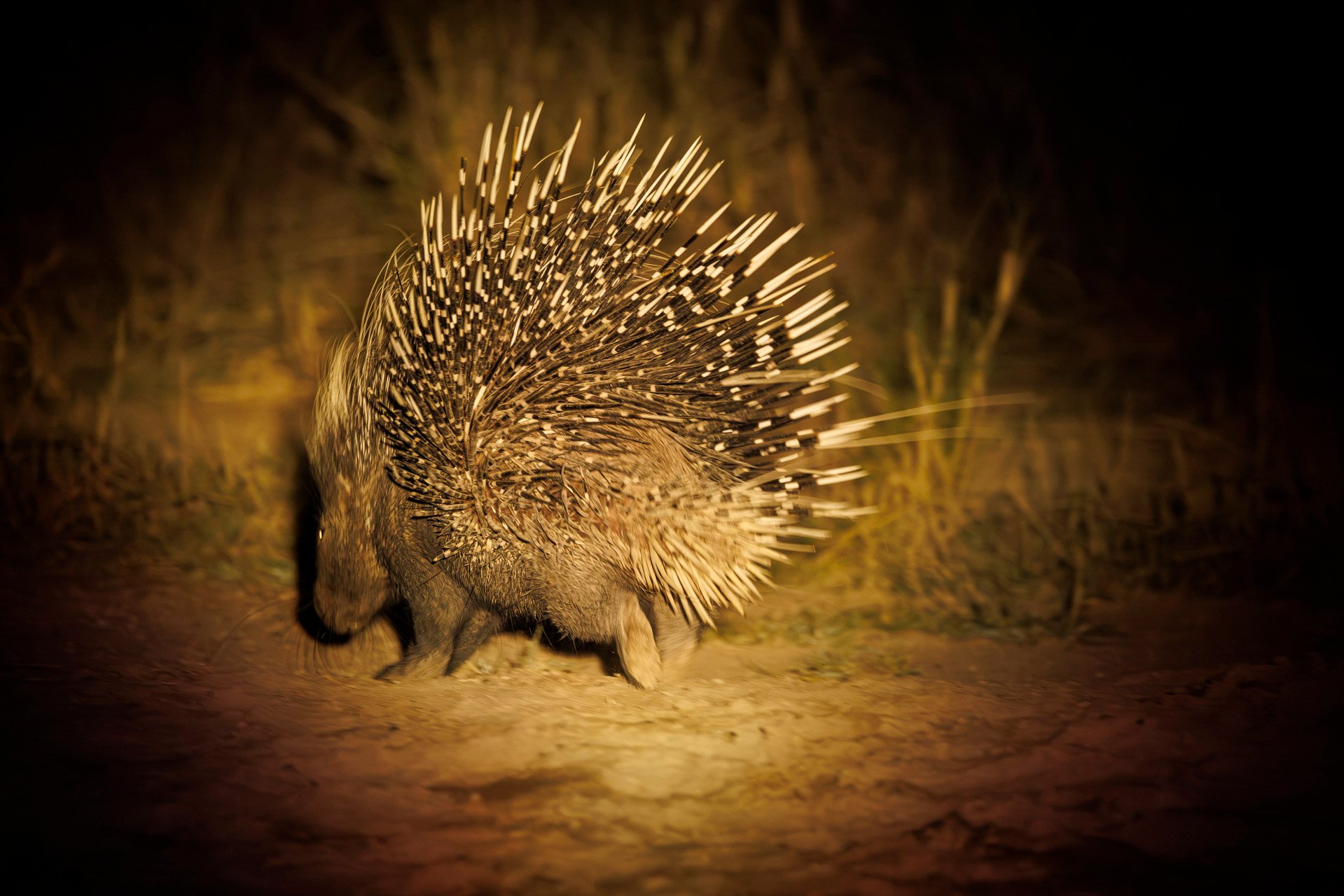 Above: All dressed in quills and out for a midnight snack