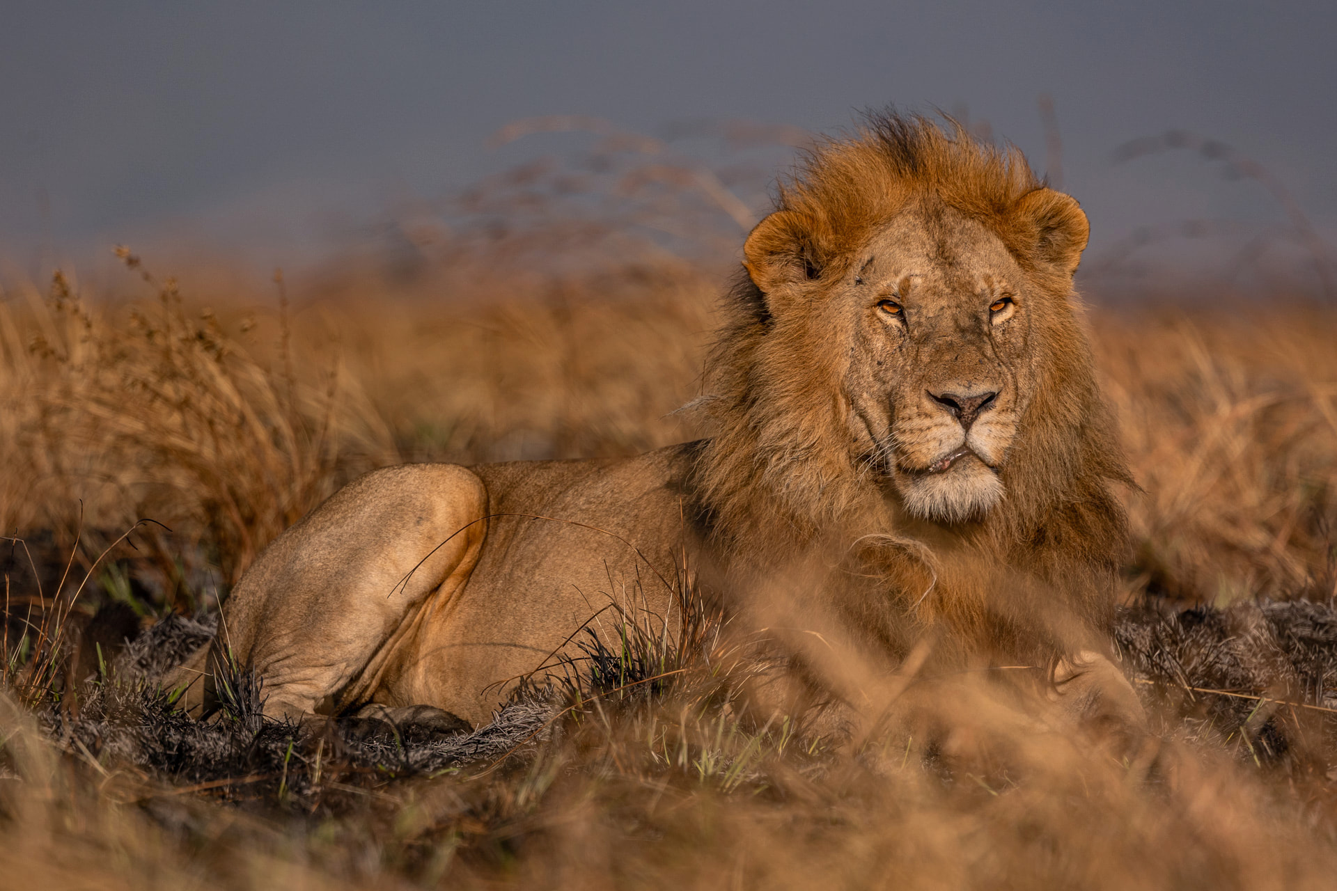 Above: Majesty, with a mane to match