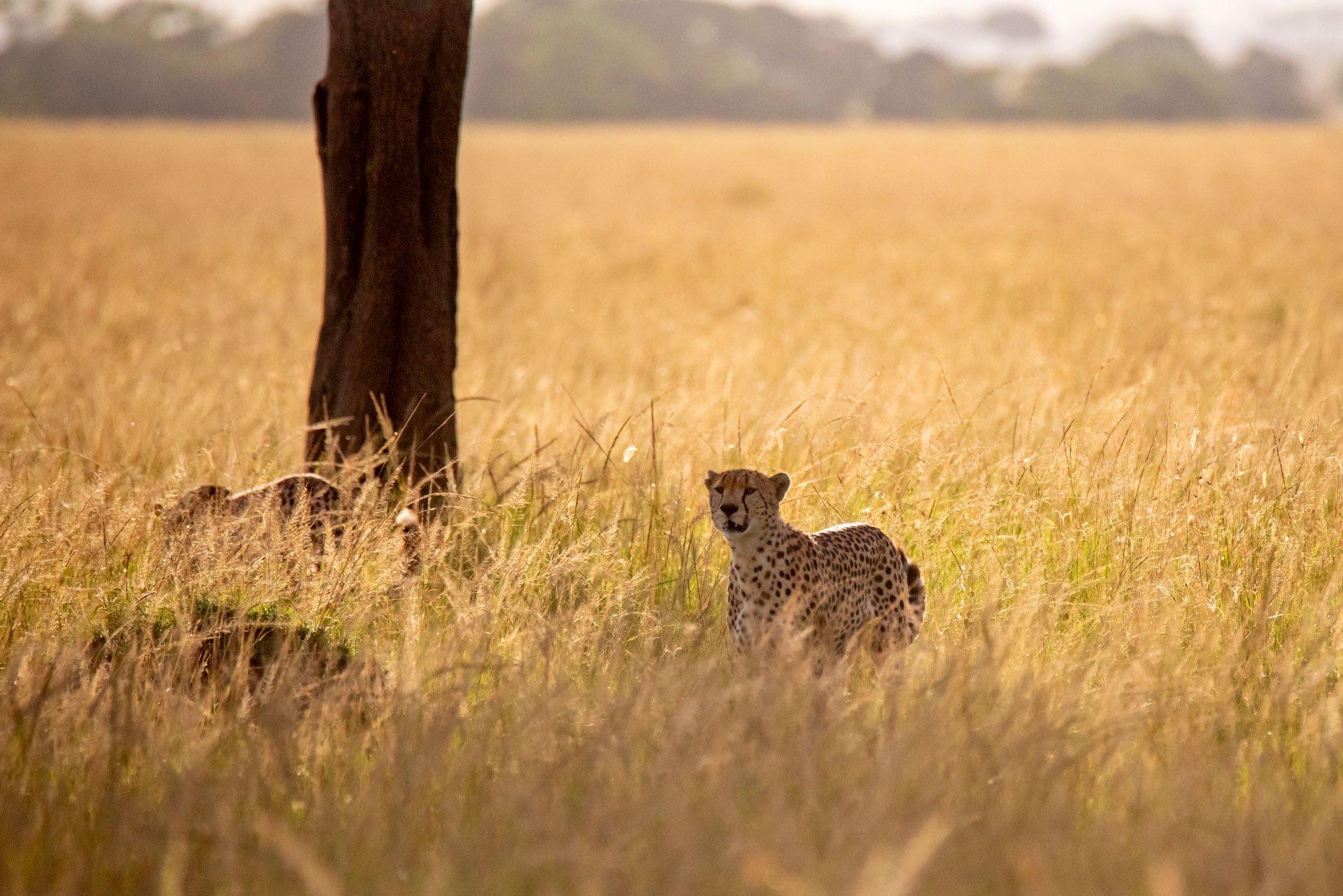 F6.3, 1/3200, ISO 1600 | Guide Wilson Naitoi 