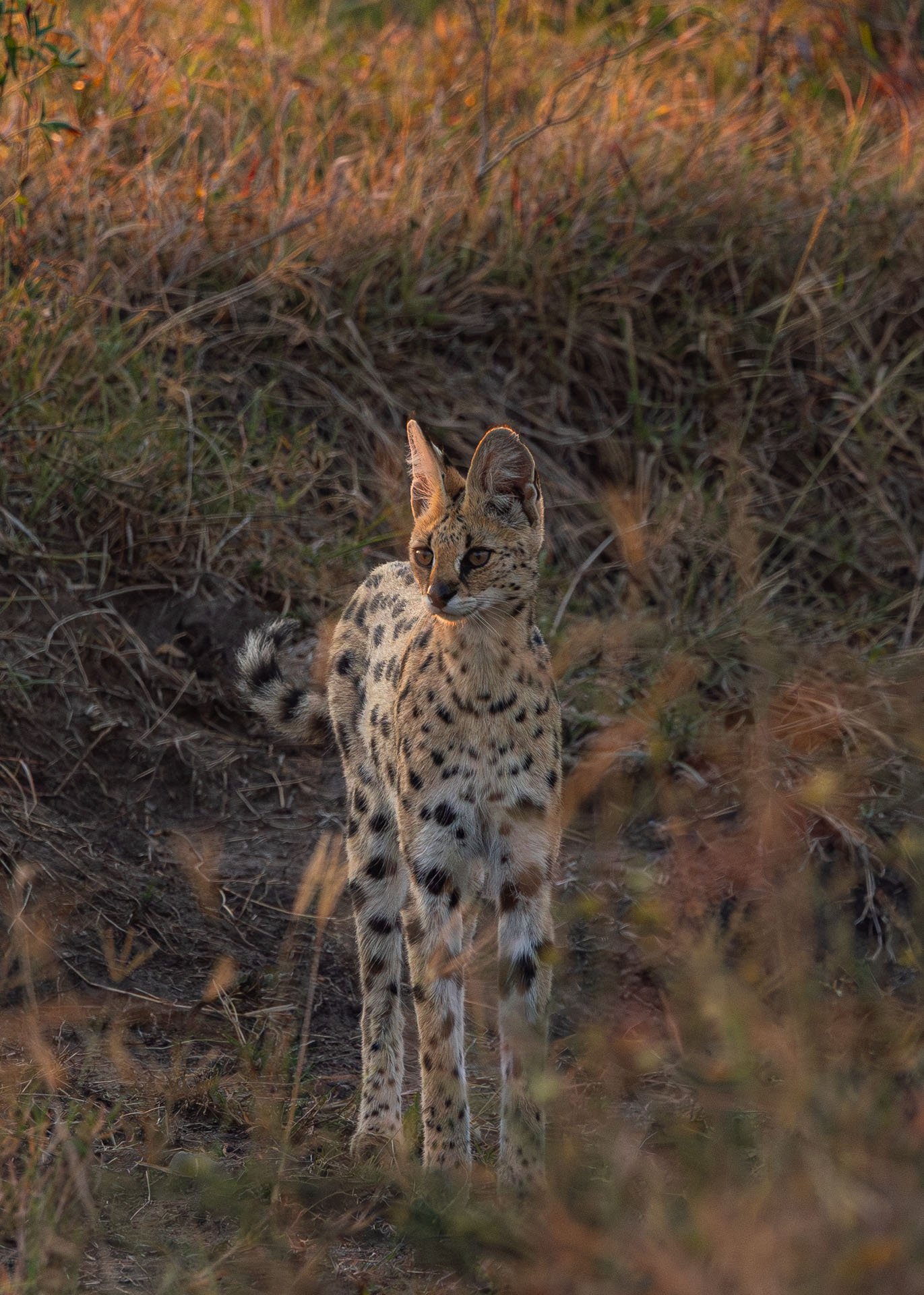 F7.1, 1/800, ISO1250 | Arnold Omondi 