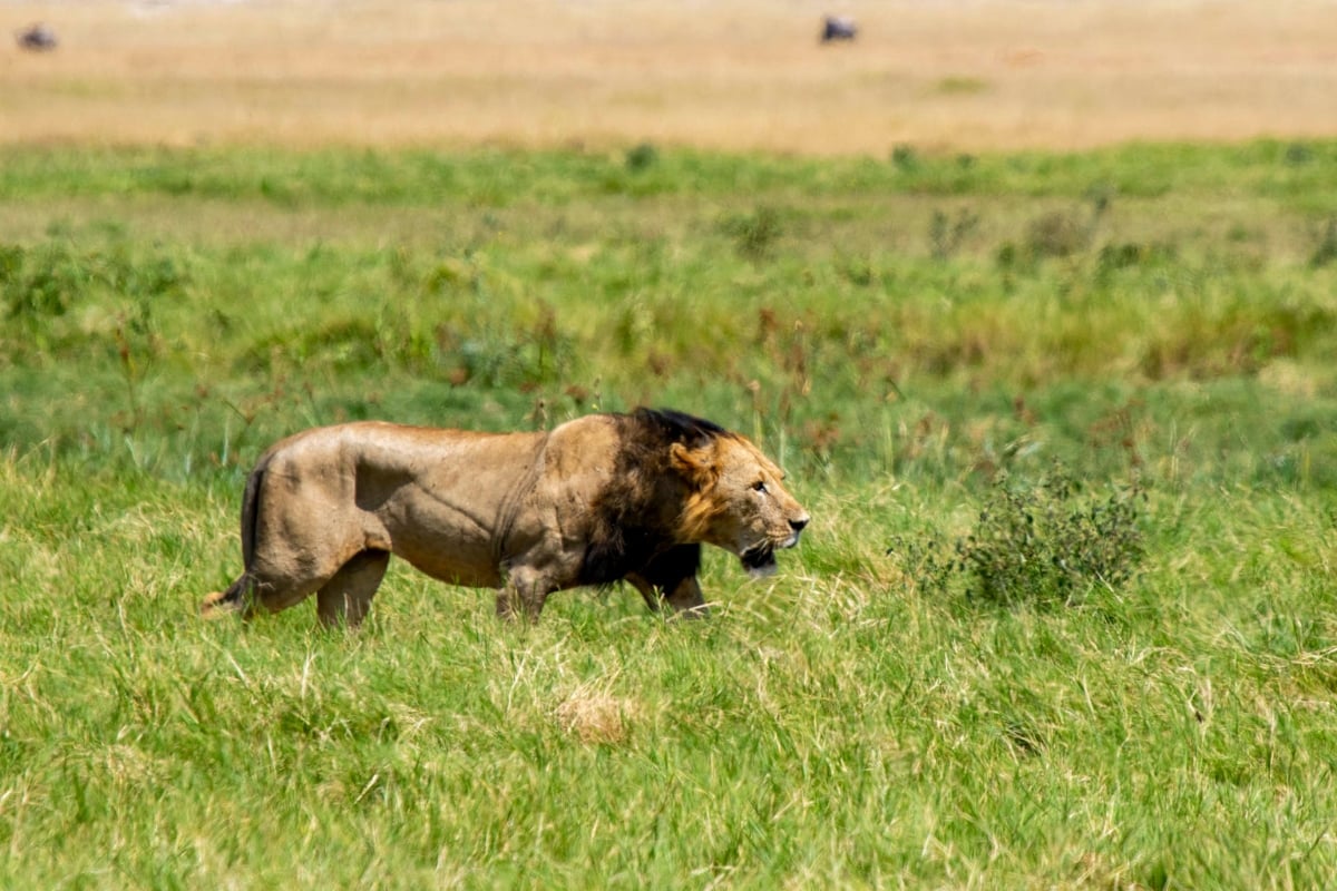 F 8, 1/800, ISO 250 | Guide Johnson Salash 