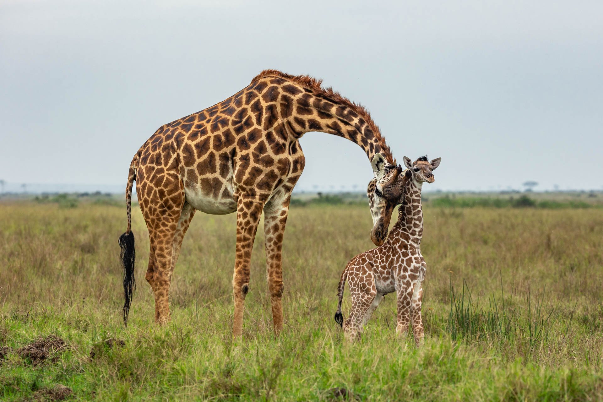 Above: A moment of tenderness during a vulnerable time