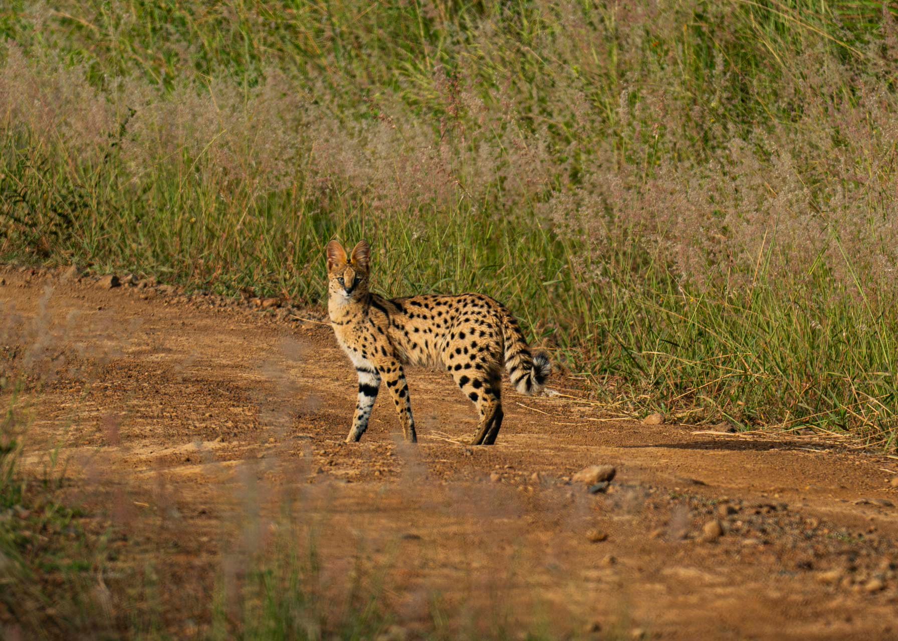 F6.3	, 1/1600, ISO640 | Arnold Omondi 