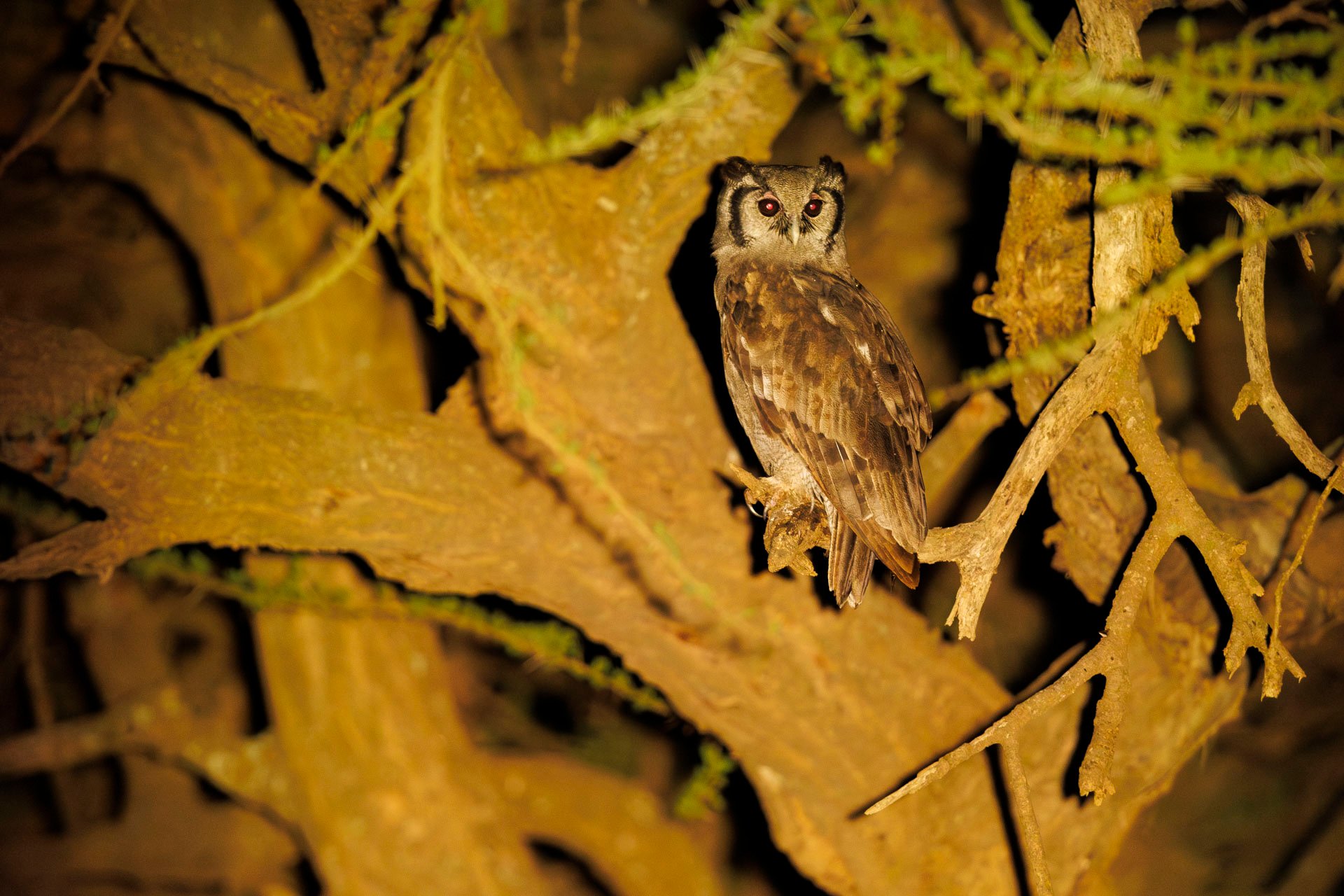 Verreaux’s eagle-owl