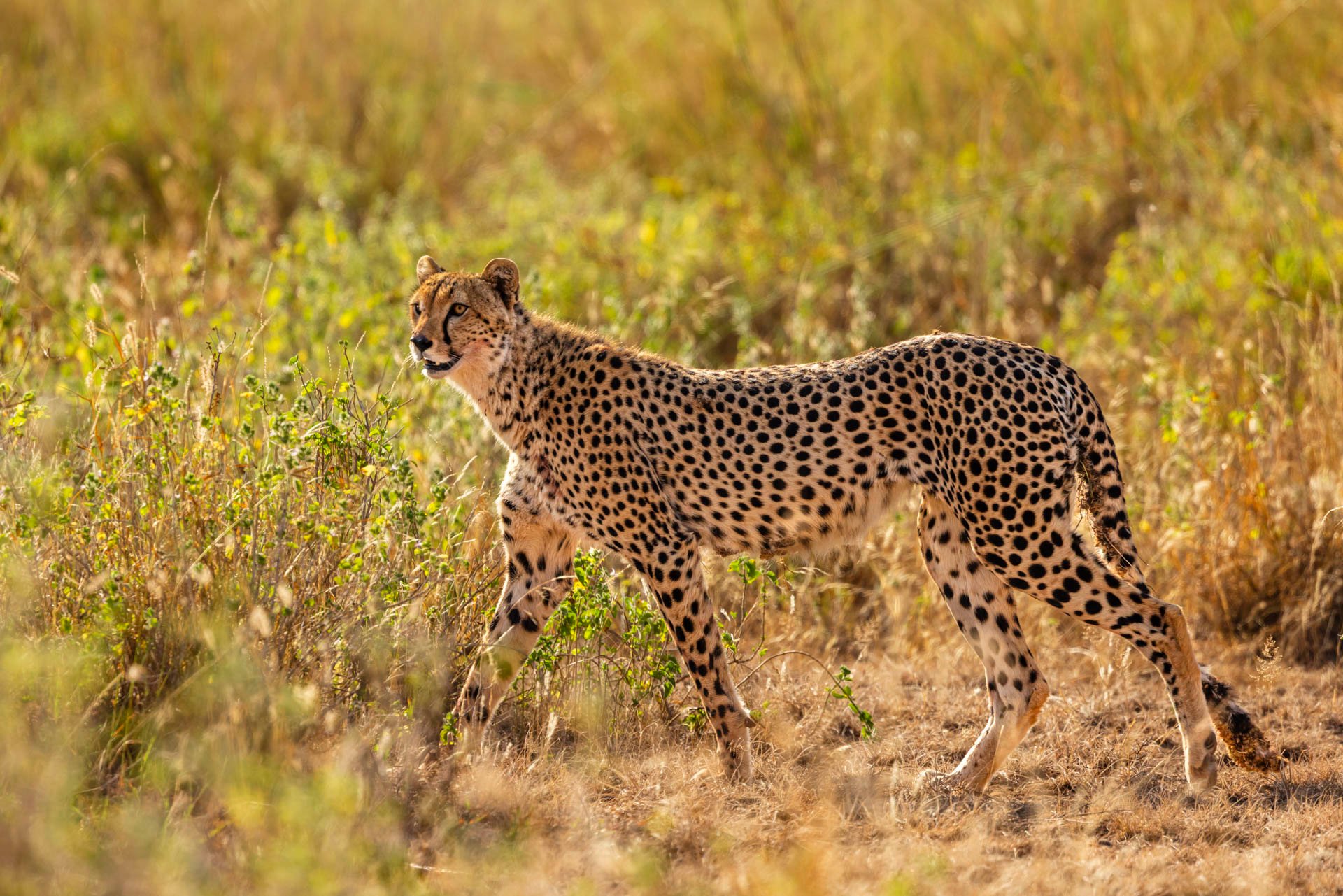 Above: New cheetah on the block