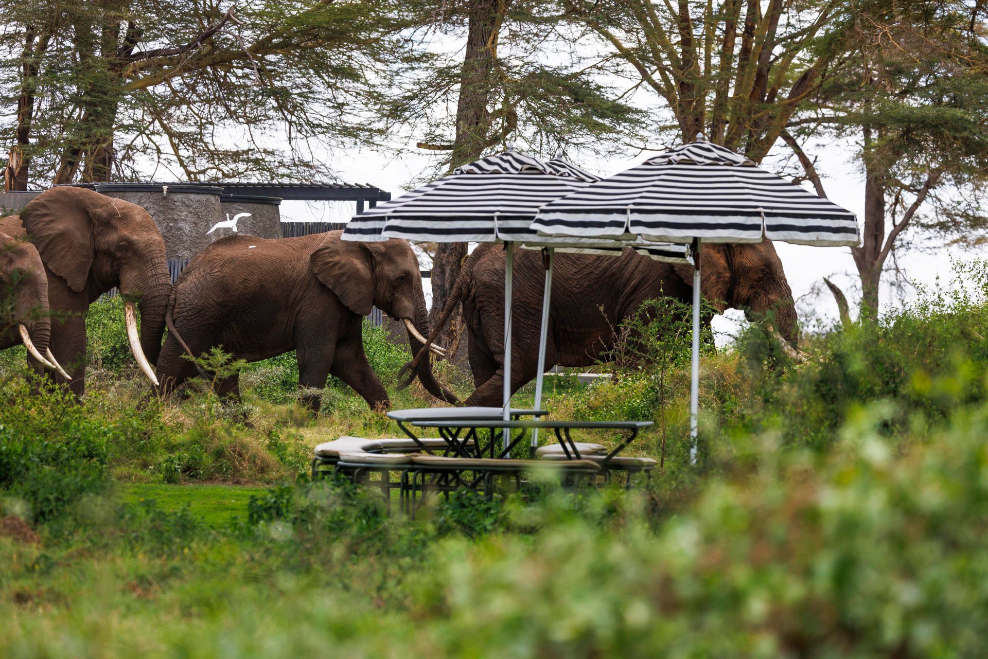 Above: You don't have to venture far for a safari