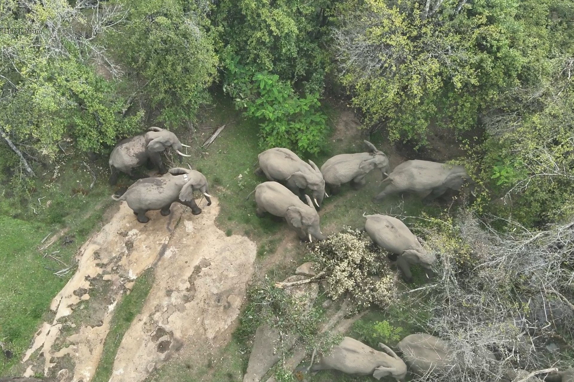 Fitz and his growing herd in the Nyekweri Forest 