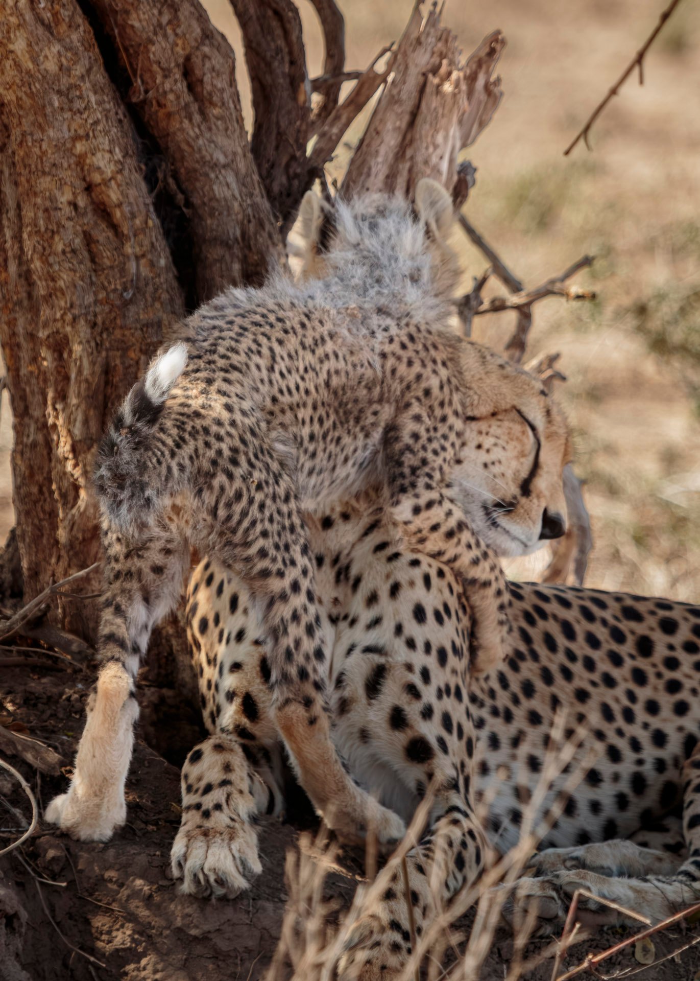 F5.6, 1/2000, ISO1600 | Guide Johnson Salash 