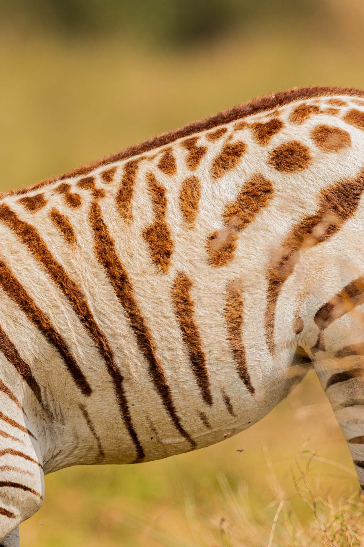 This coat shows signs of pseudomelanism and hypomelanism which is extremely rare