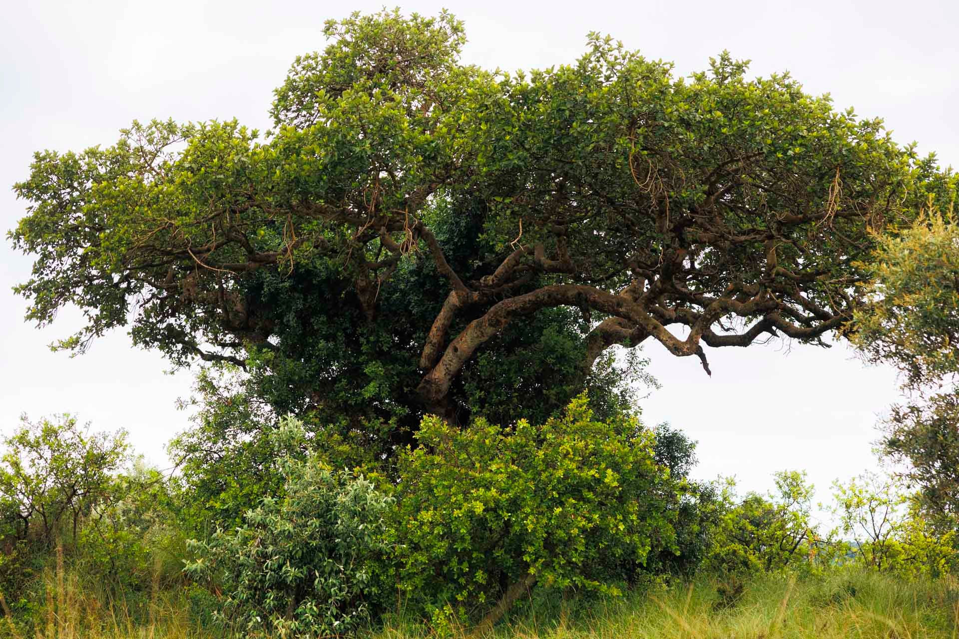 A tree full of remedies