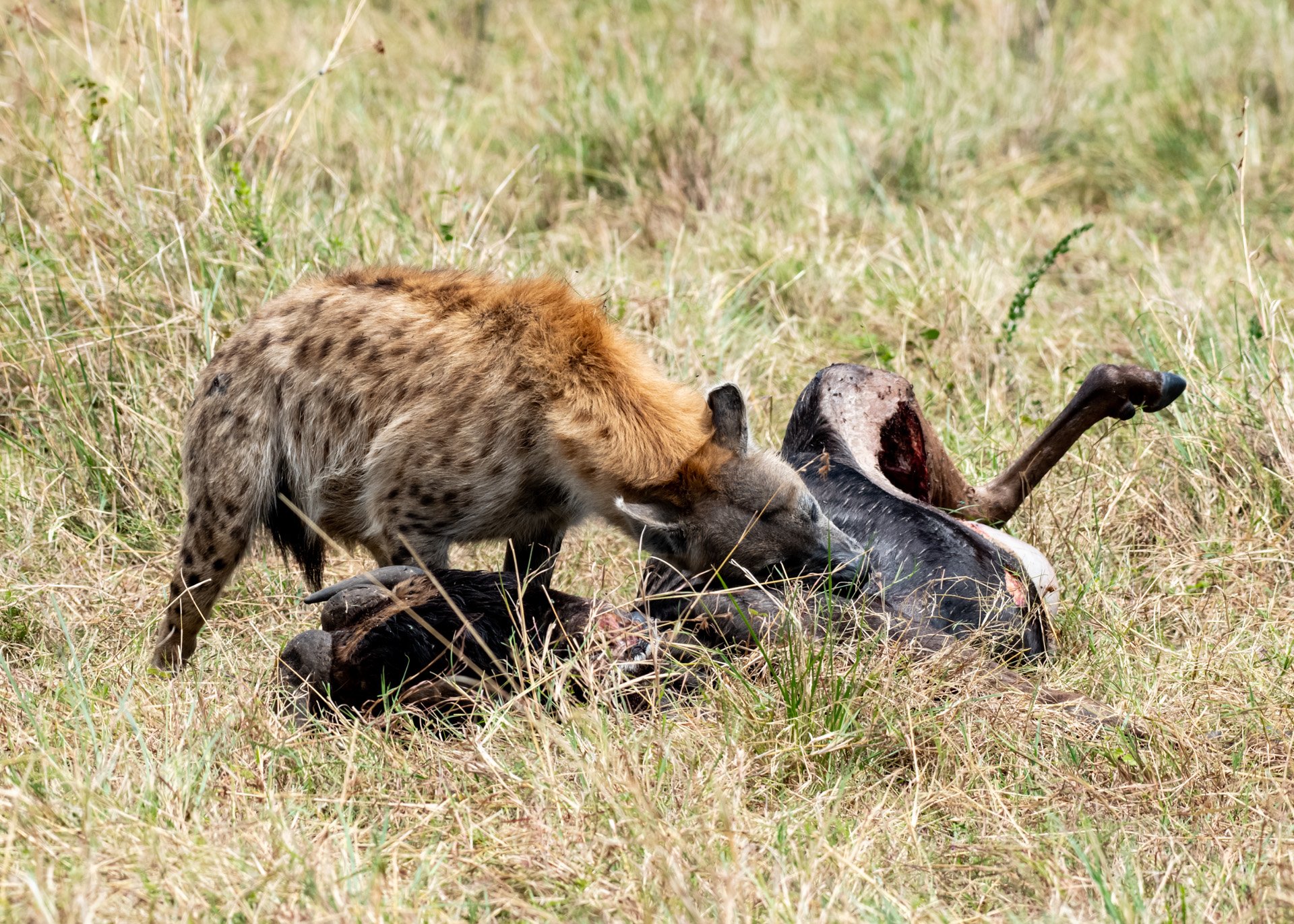 F 8, 1/1600, ISO 800 | Photo: Jeremy Macharia