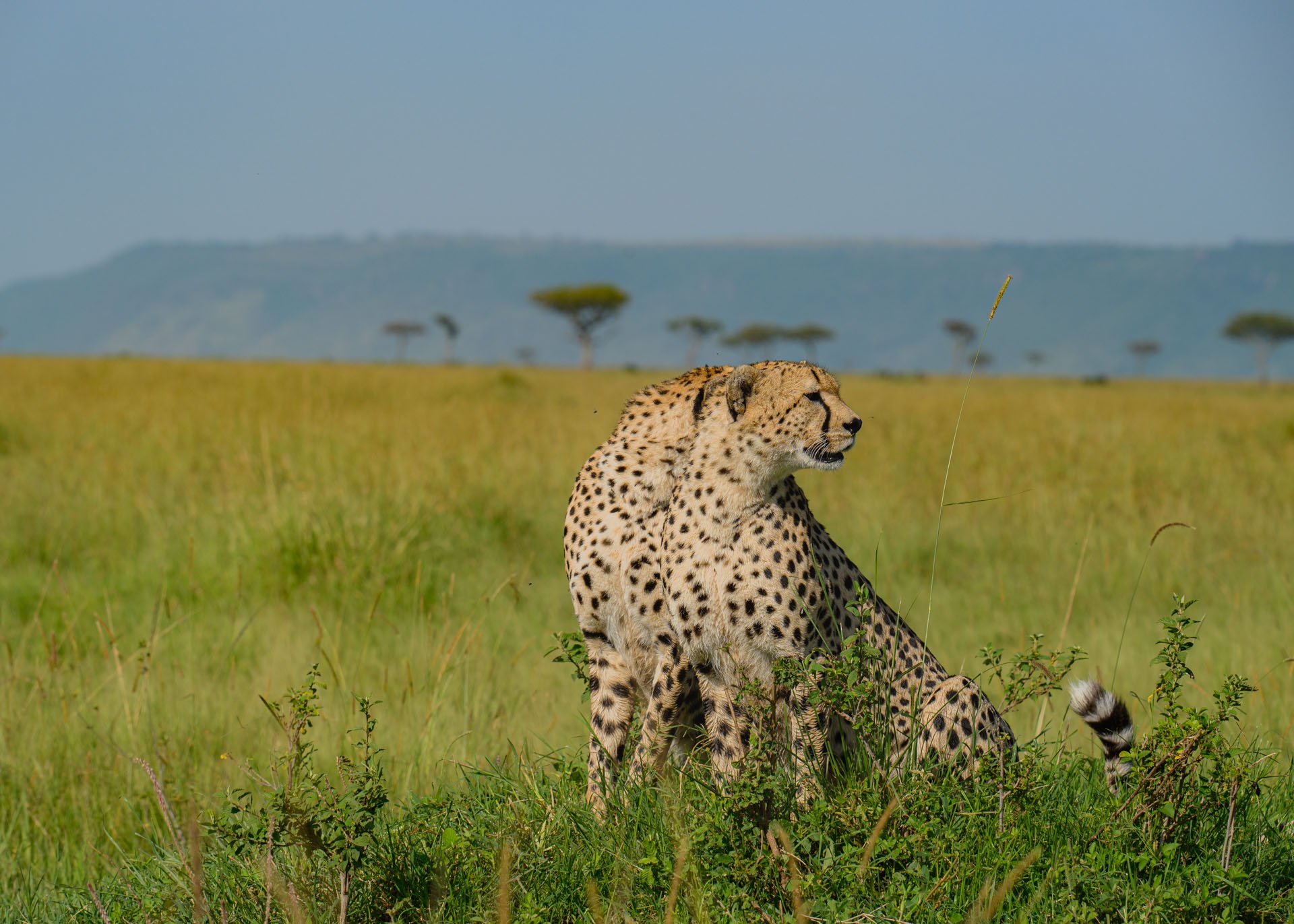 F8.0, 1/1000, ISO250 | Arnold Omondi 
