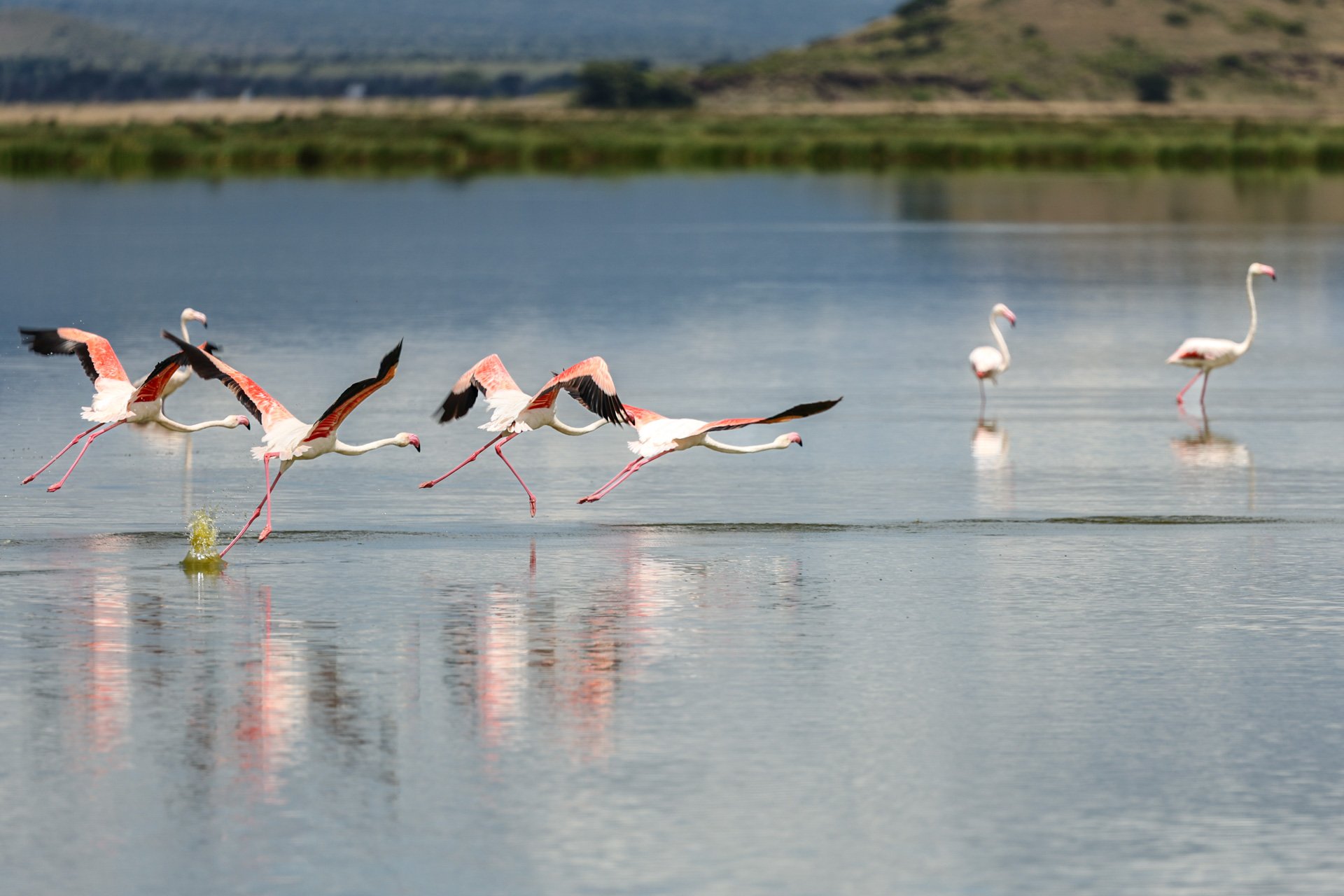 F6.3, 1/800, ISO125 | Guest Dawn Laguens 