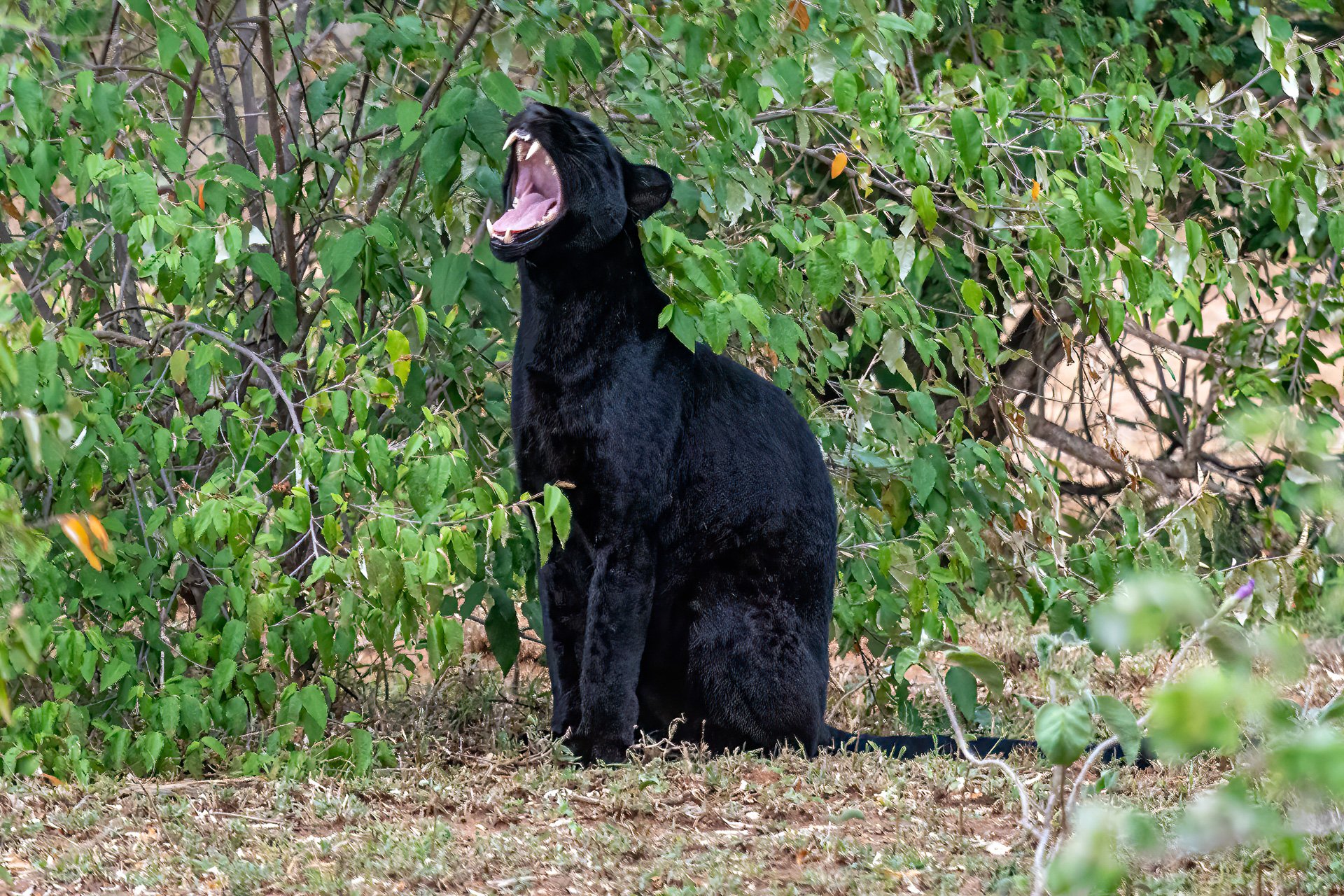 Her soft pink mouth offset by vicious teeth 