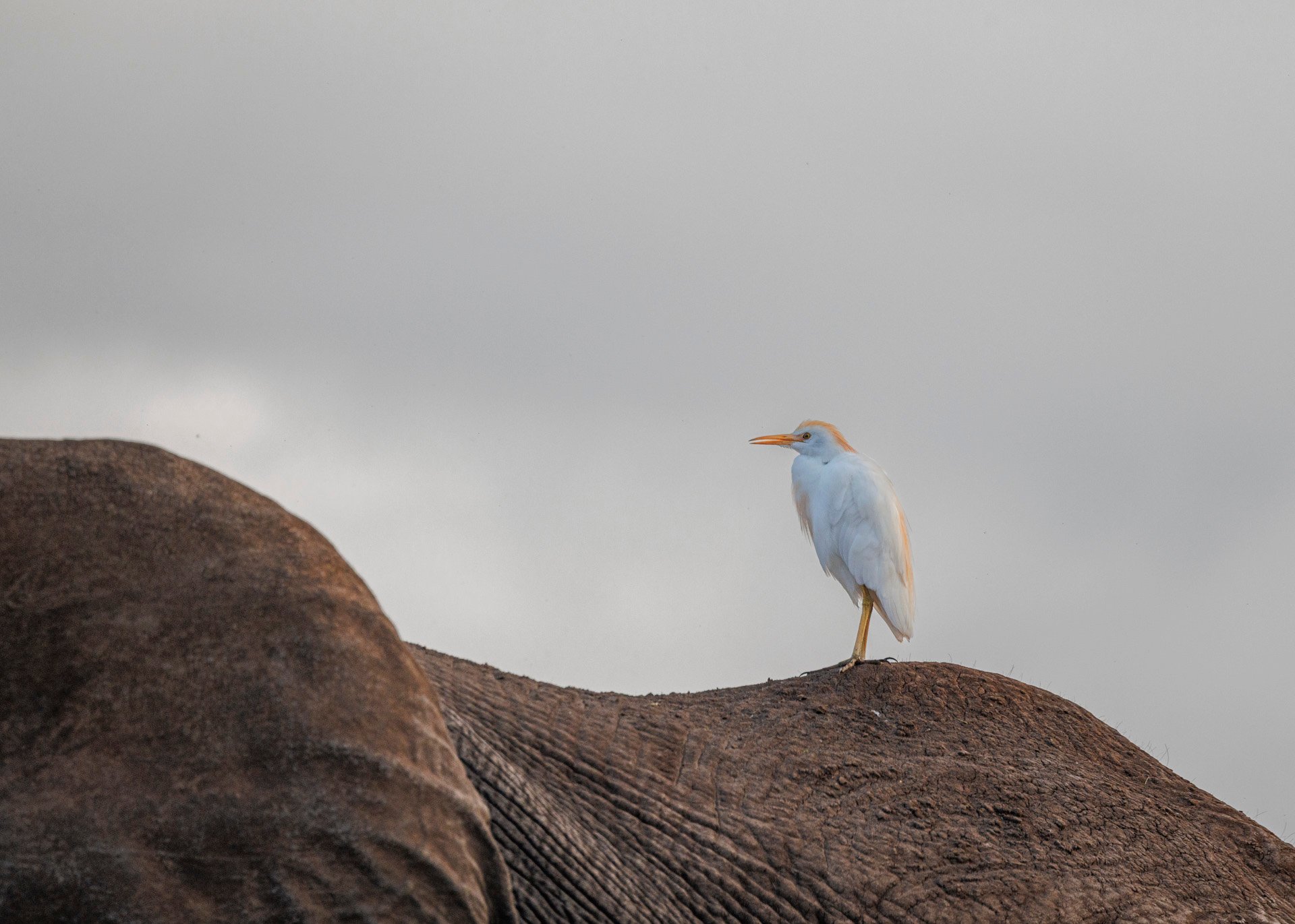 F8.0, 1/800, ISO1000 | Marvin Mwarangu 