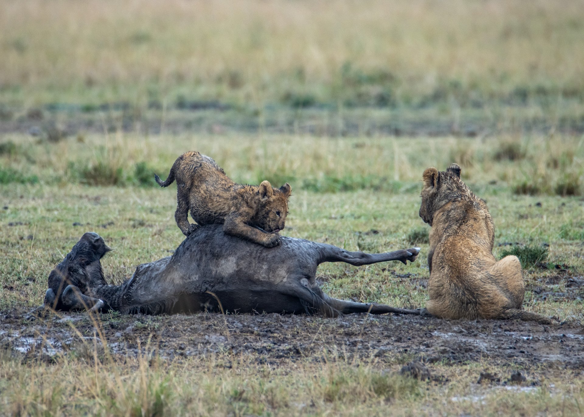 F 6.3, 1/640, ISO 800 | Photo: Robert Kiprotich