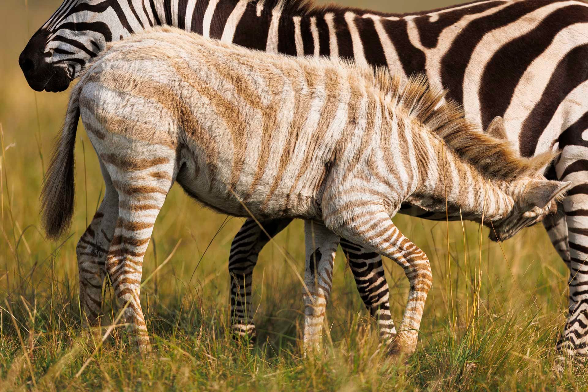 Foals imprint on their mother's stripe pattern within the first few hours of life