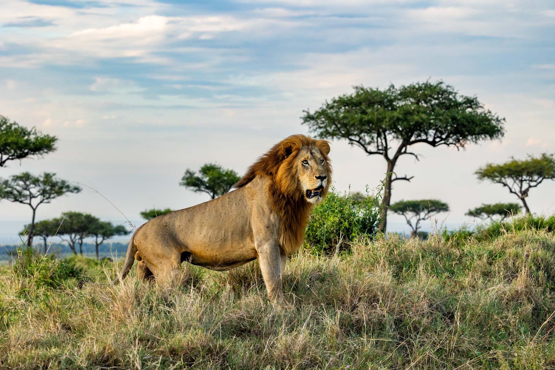 Above: King of the hill