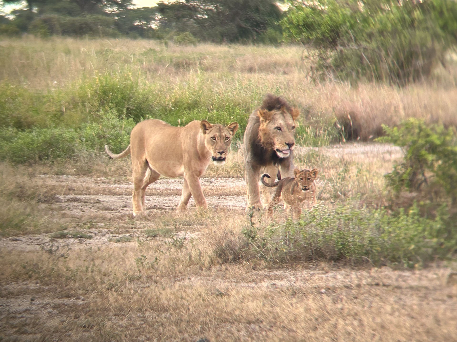 The first known sighting of Kimana’s oldest cub, captured by Guest Dawn Laguens