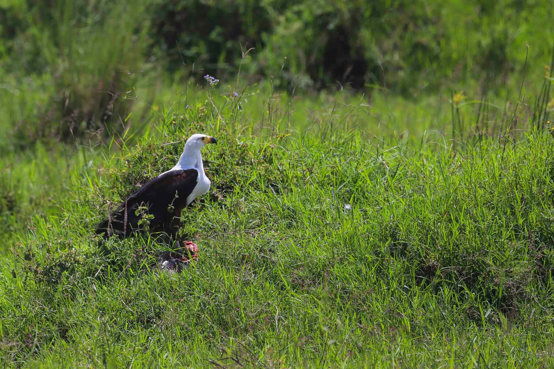 F7.1, 1/800, ISO200 | Japheth Supeyo 
