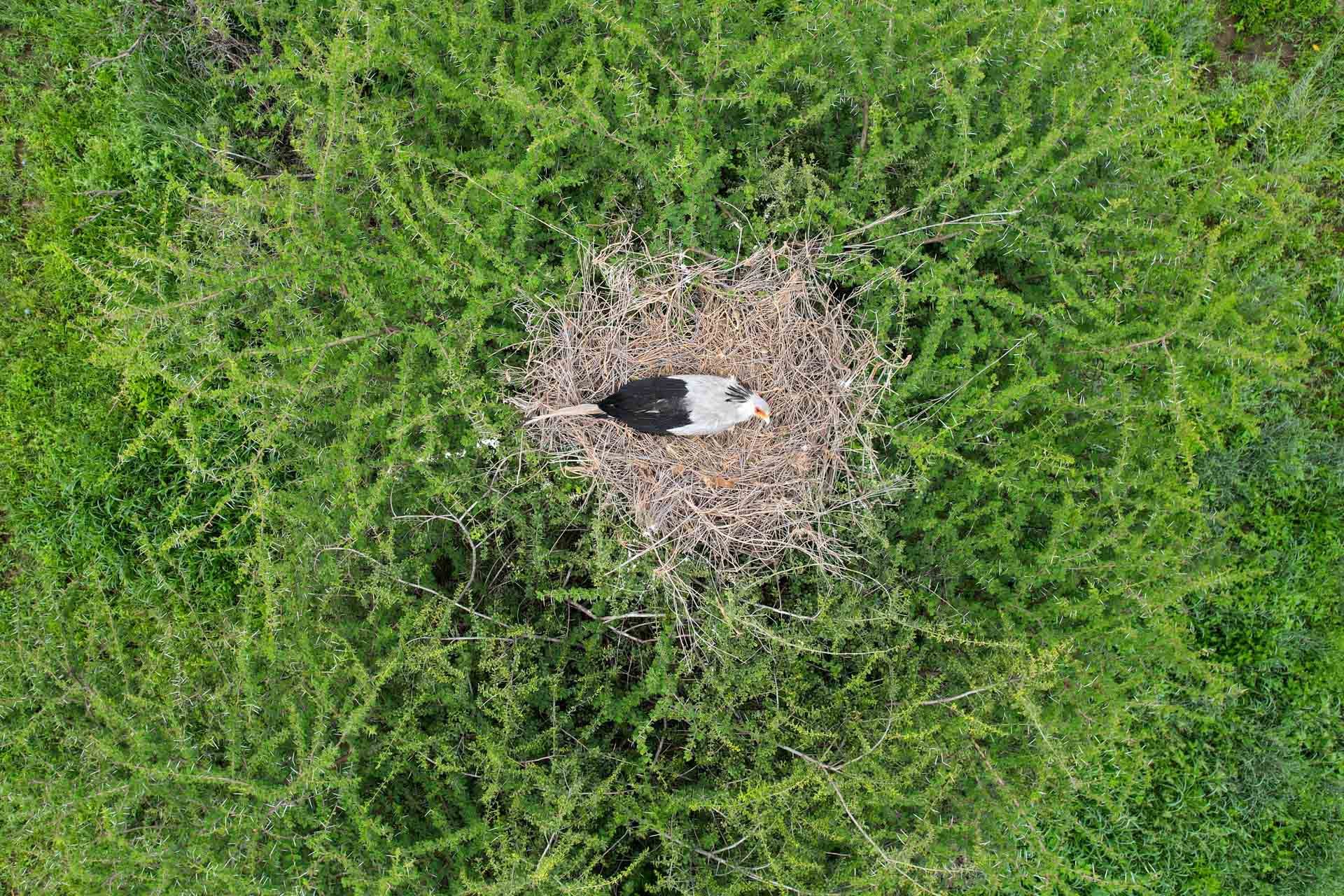 Above: A secretary bird sits diligently on its nest
