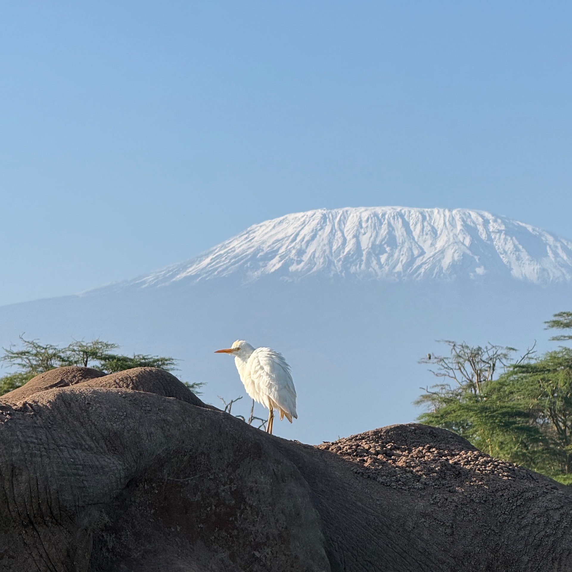 ... and the perfect mode of transport for egrets