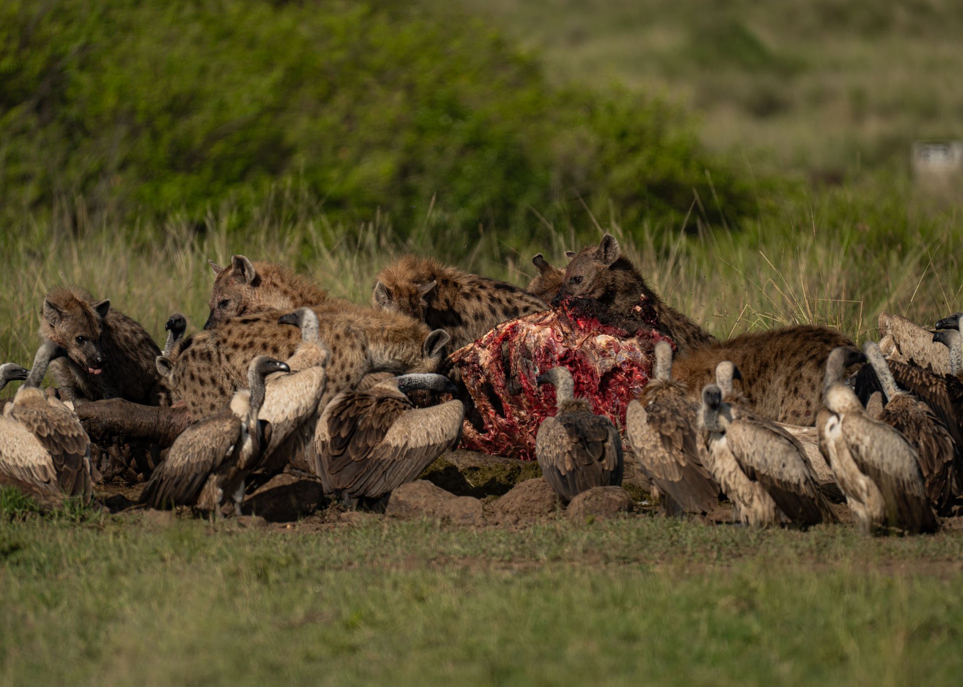 F6.3, 1/1250, ISO160 | Arnold Omondi 