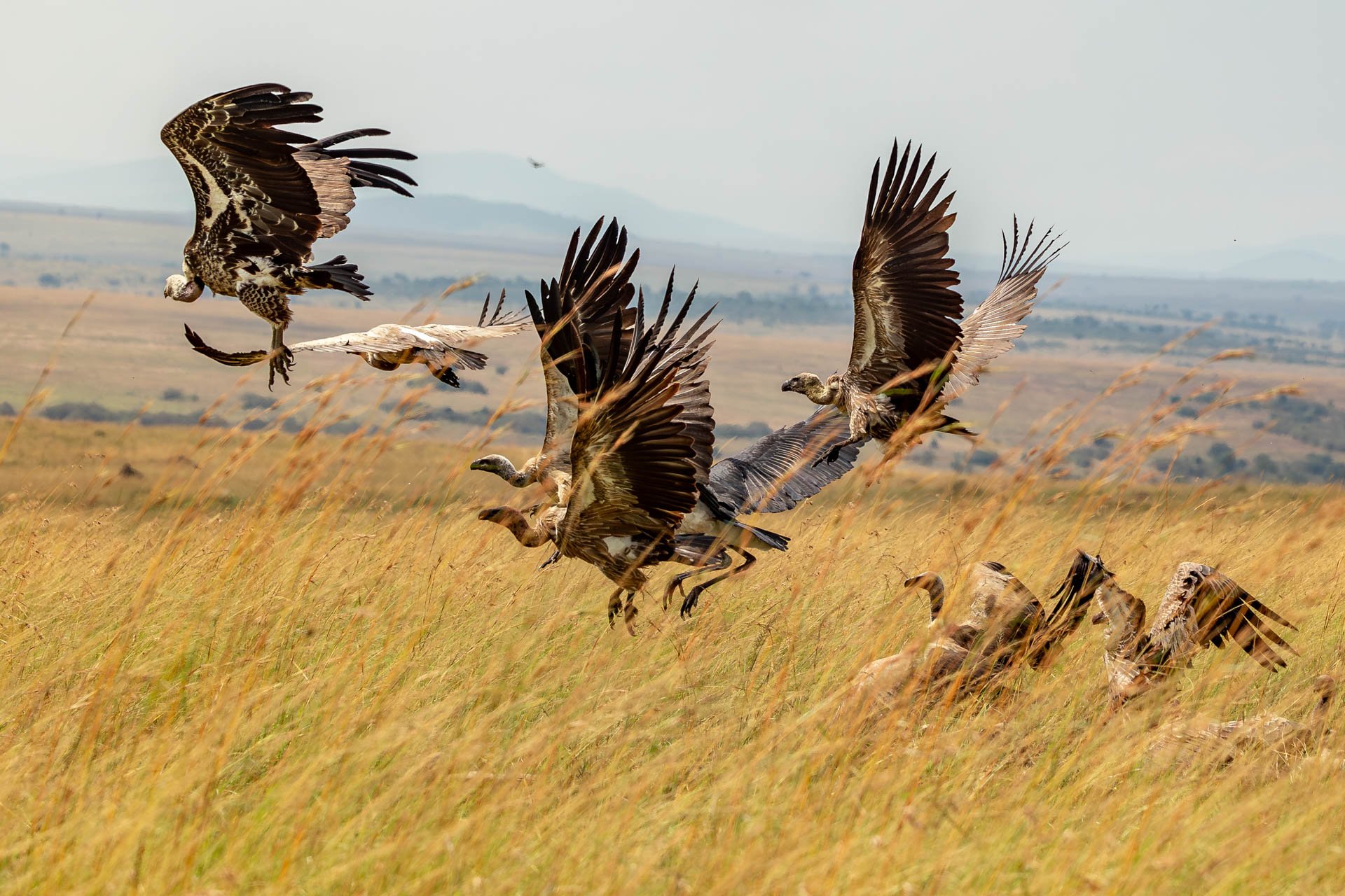 Above: Lift-off at the lunch rush