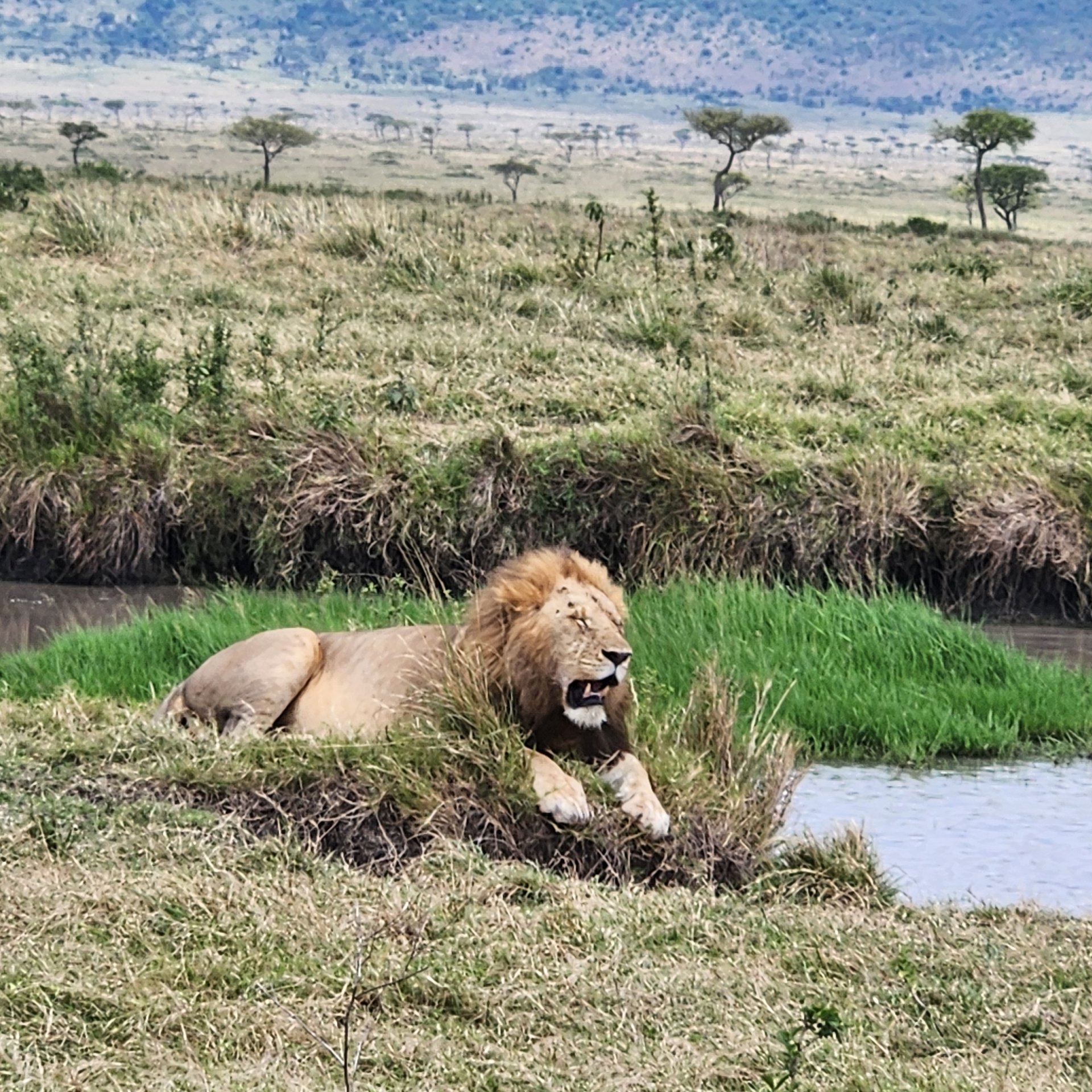 Sightings just off the plane include lions resting...