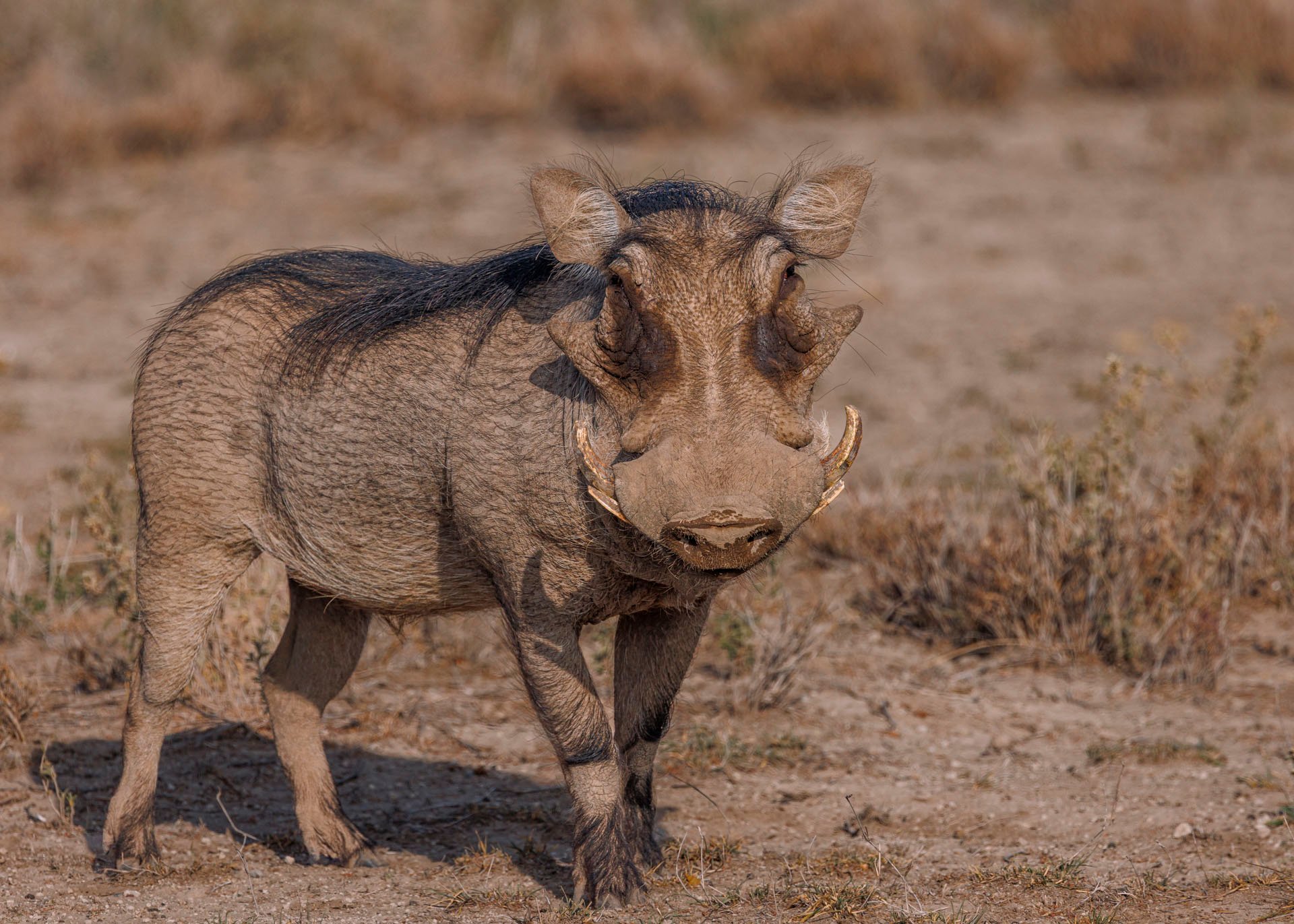 F8.0, 1/2500, ISO500 | Rio Marvin 