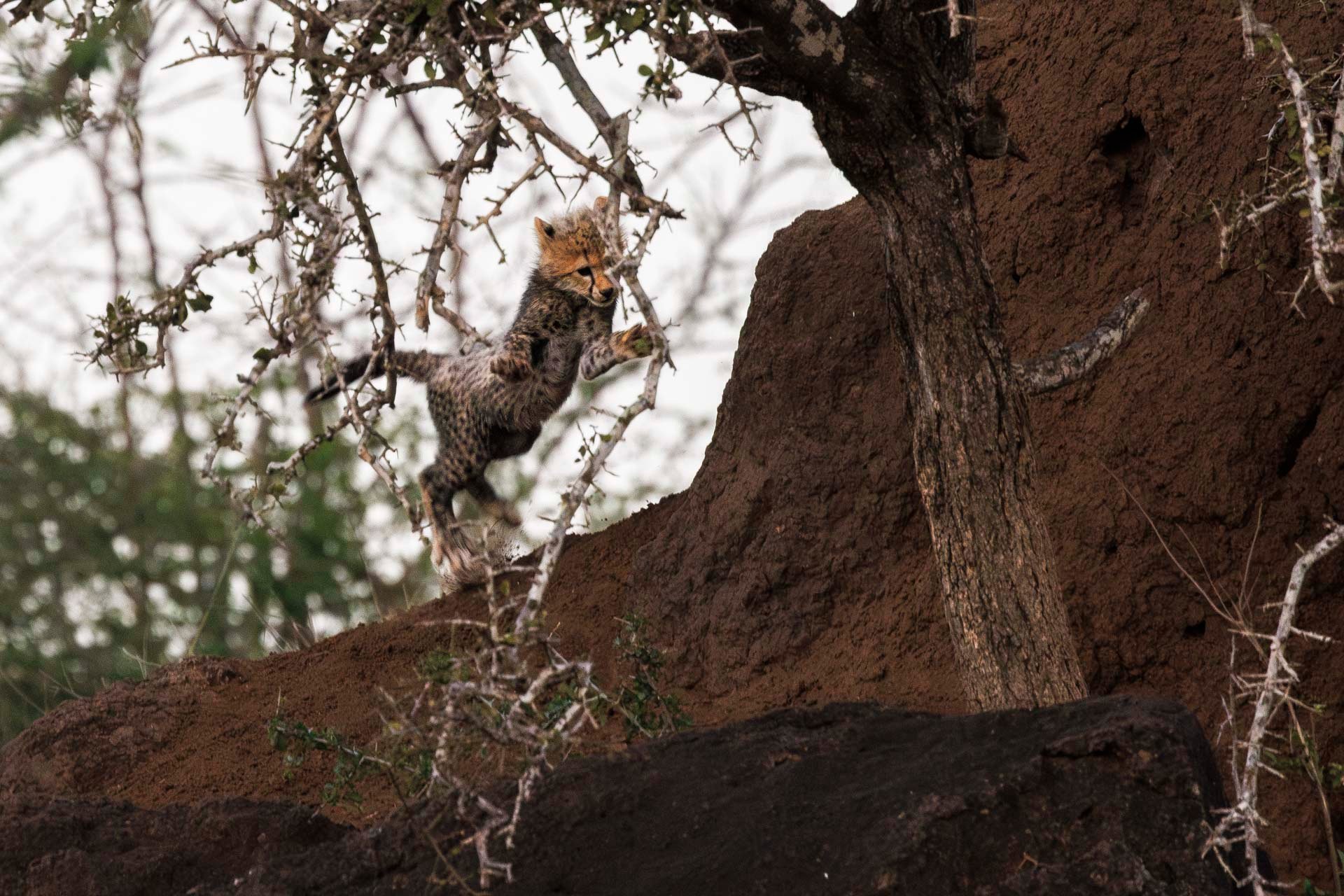 Above: We're jumping for joy seeing these cubs