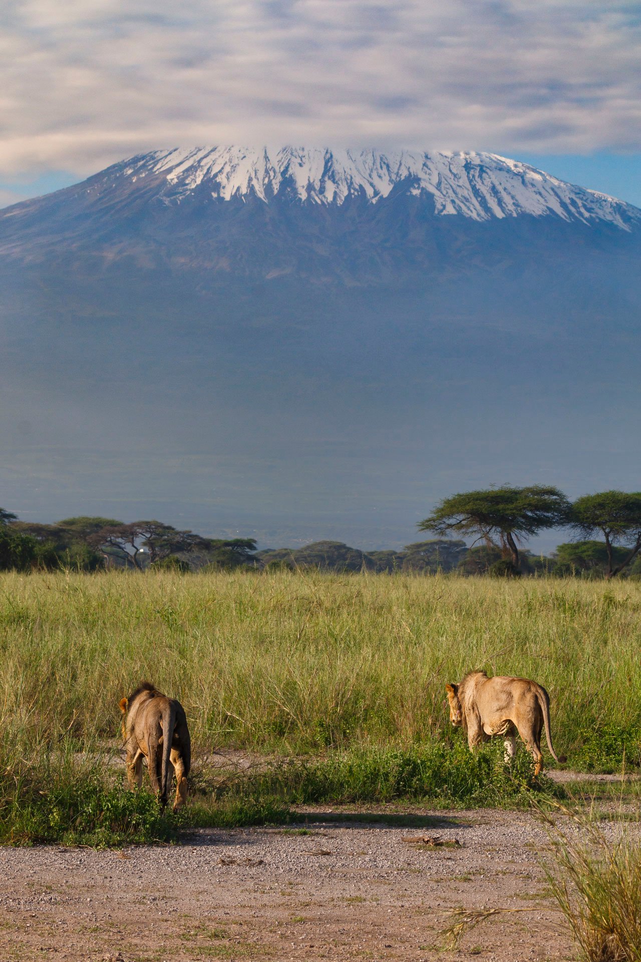 Kimana Sanctuary — home to Angama Amboseli and now, a fierce and growing pride