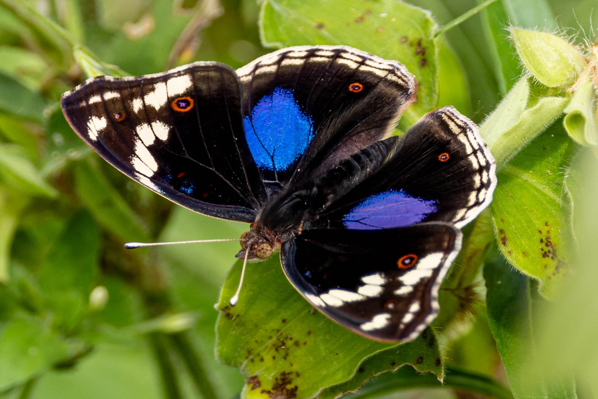 F 7.1, 1/500, ISO 320 | Andrew Andrawes