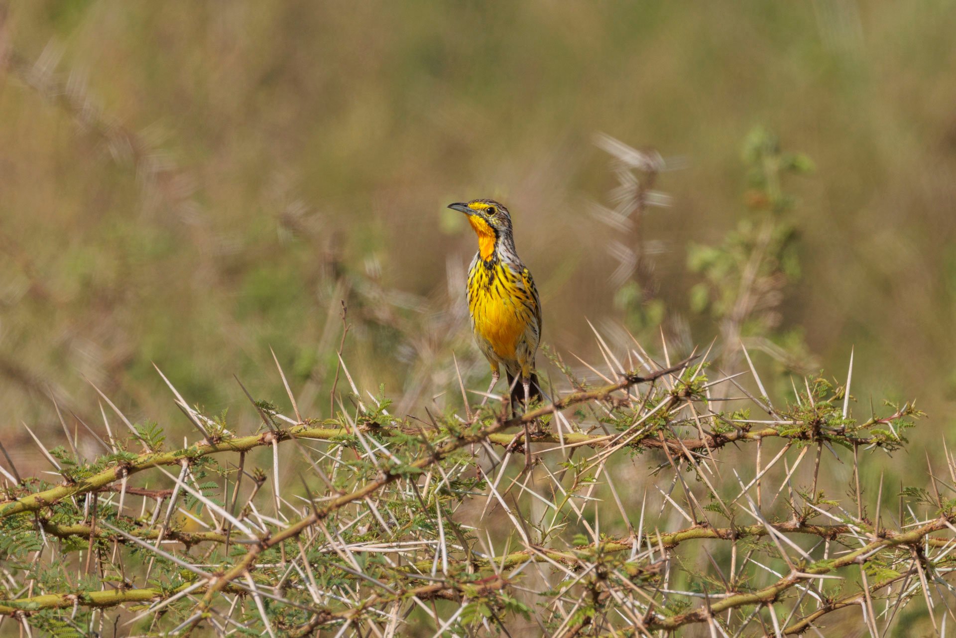 F 8, 1/1250, ISO 250 | Robert Sayialel 