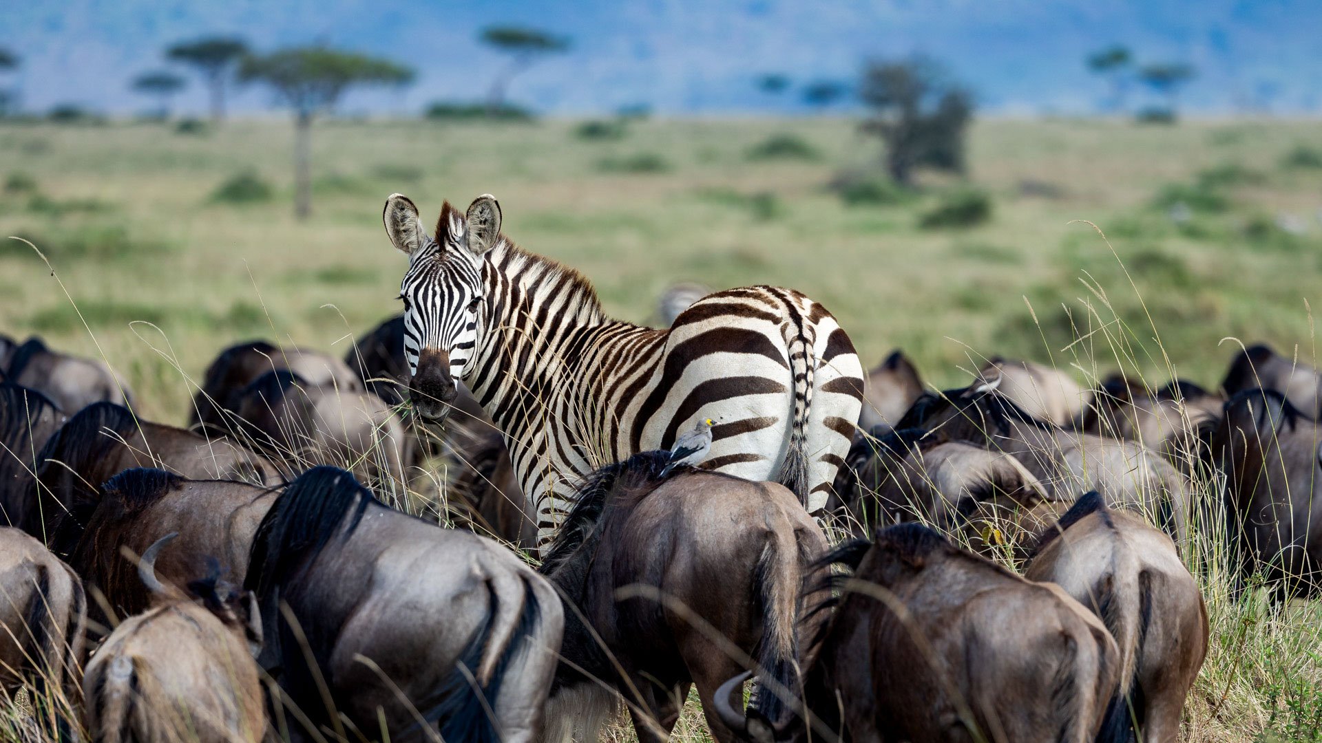 Above: Still here, the Great Migration delivers the drama