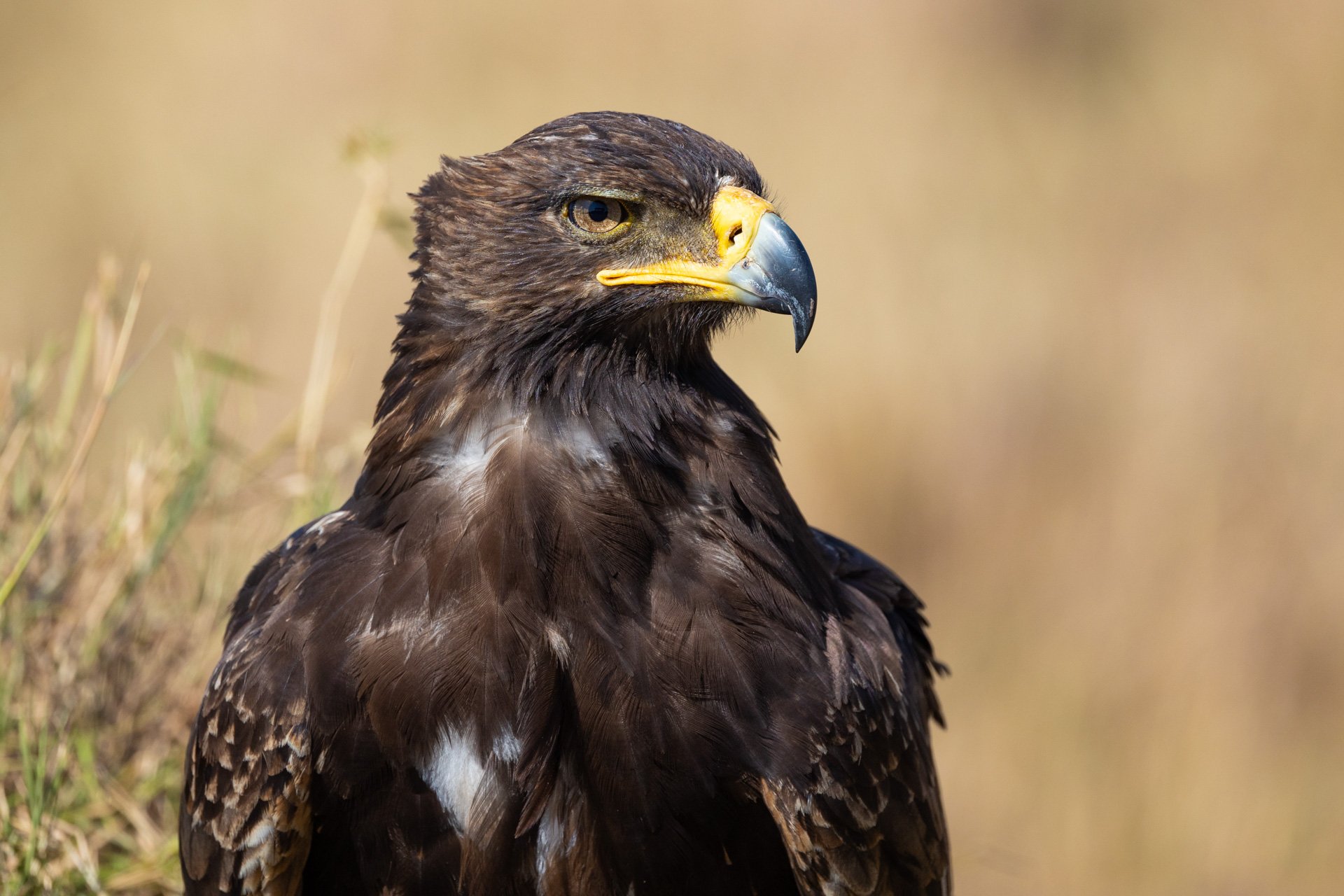 F 7.1, 1/2000, ISO 640, 500mm | Sammy Njoroge