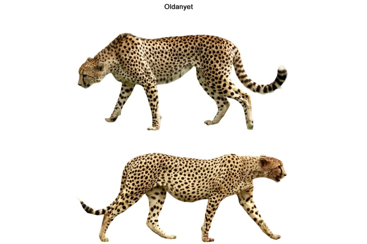 Oldanyet stands for the cheetahs who refuse to give up