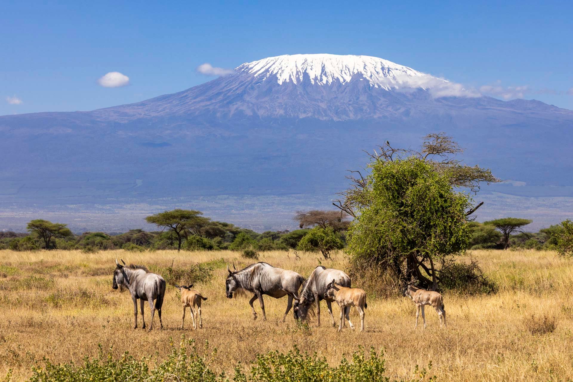 Above: Welcoming new life to Amboseli