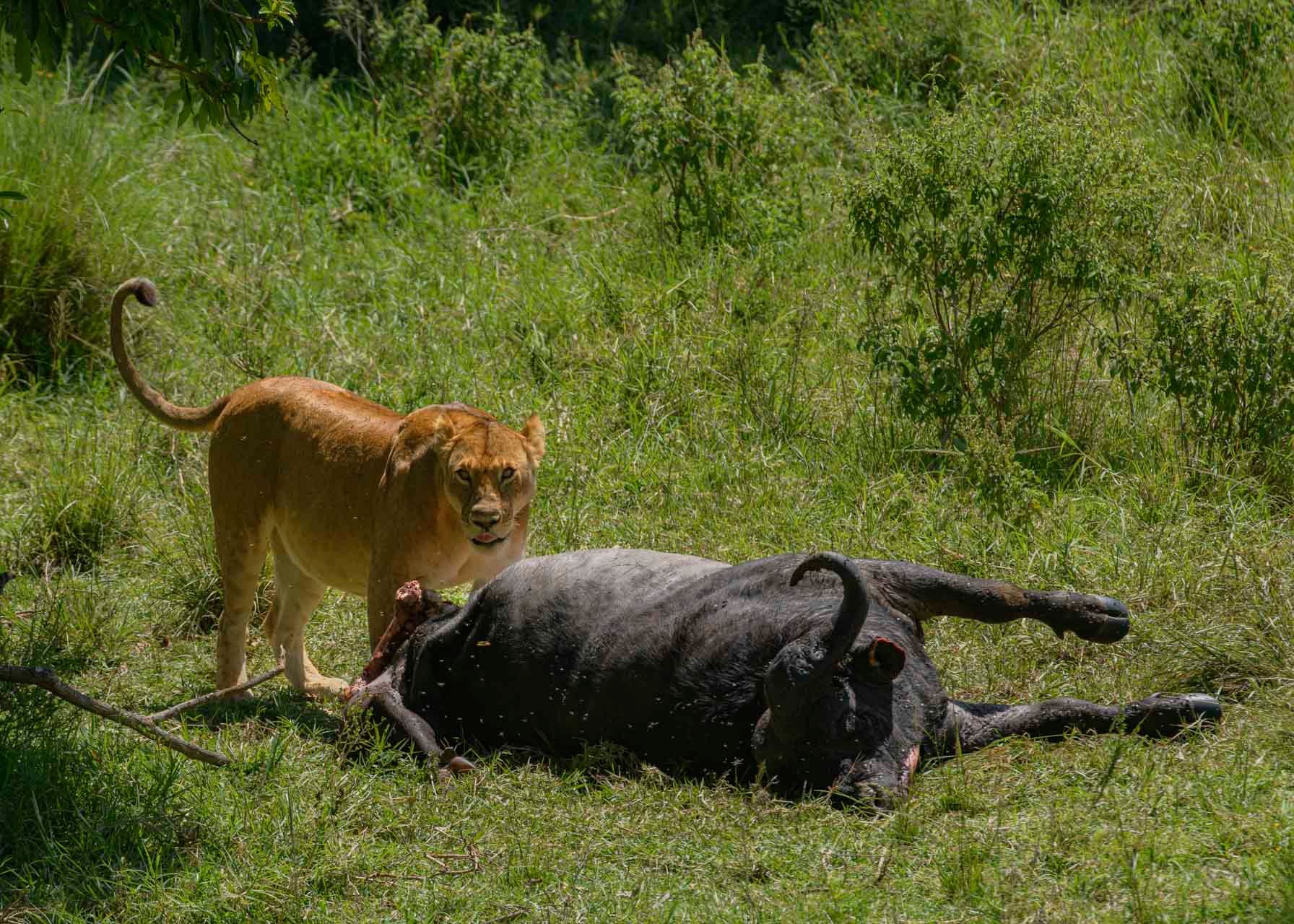 F8.0, 1/320, ISO125 | Guide Jeremy Macharia 