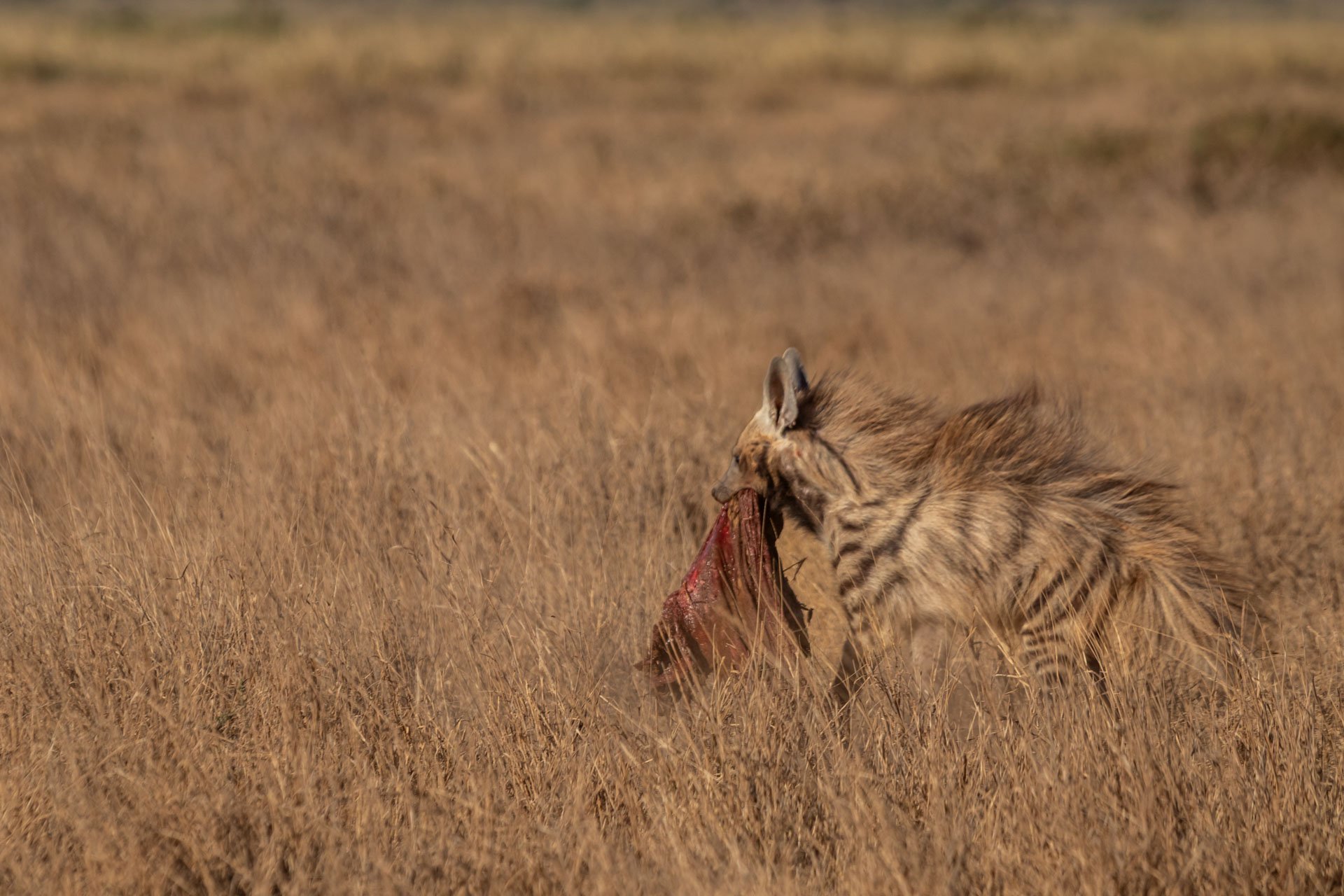 F8.0, 1/500, ISO160 | Guide Johnson Salash 
