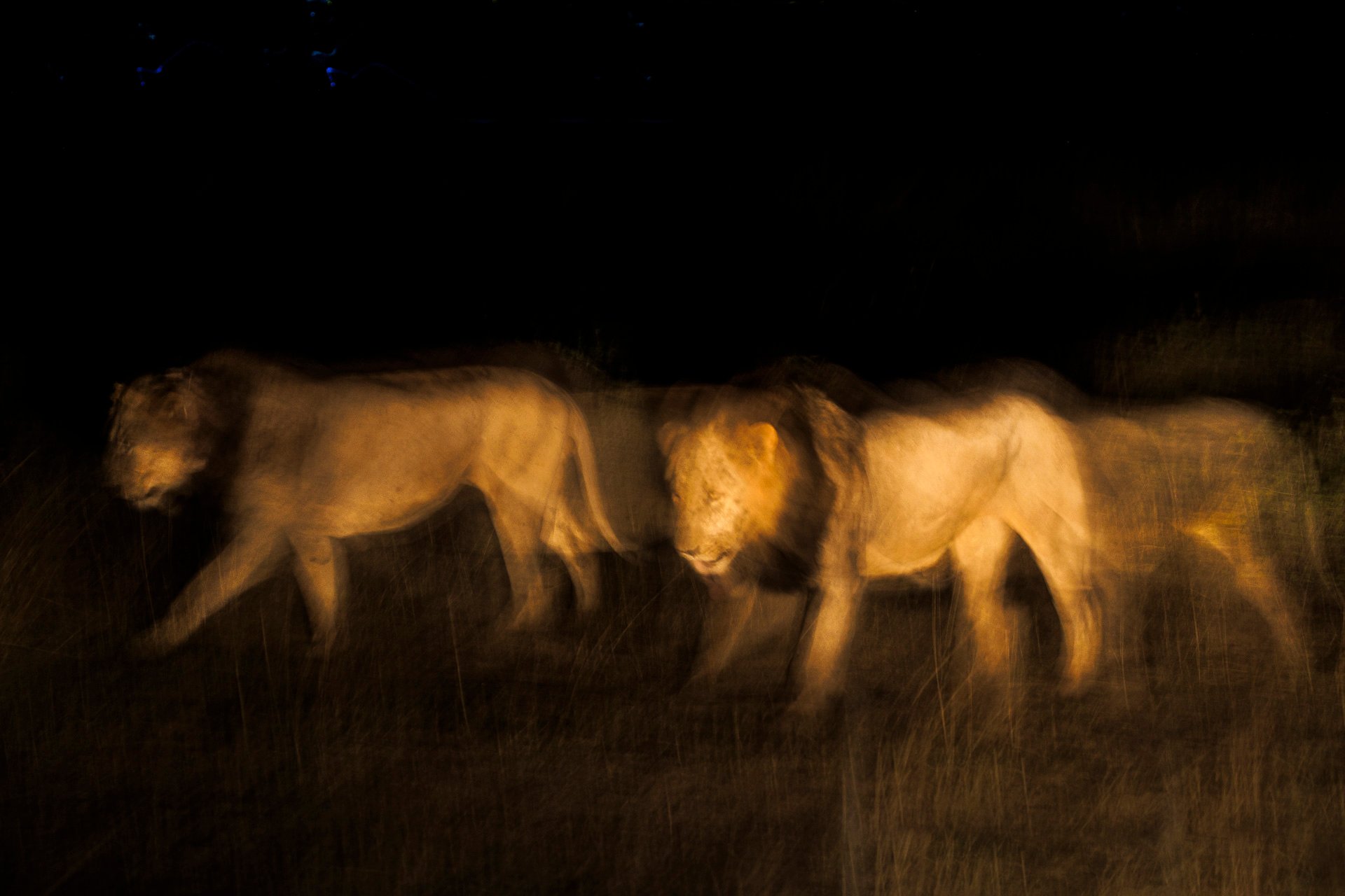 Resident lions, Osunash and Male 263 on the move