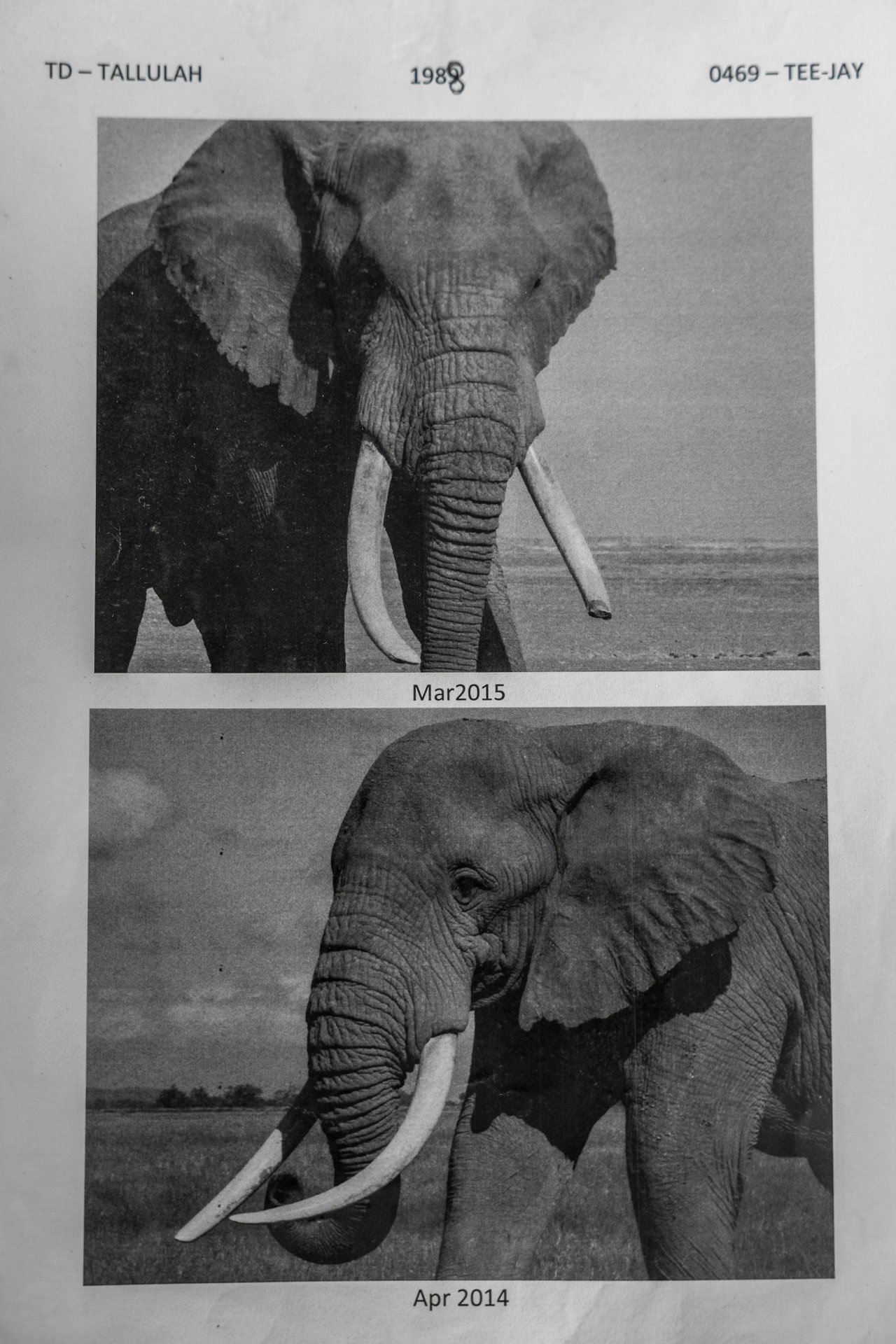 Tee-Jay – Photo Courtesy ATE (Amboseli Trust for Elephants) 
