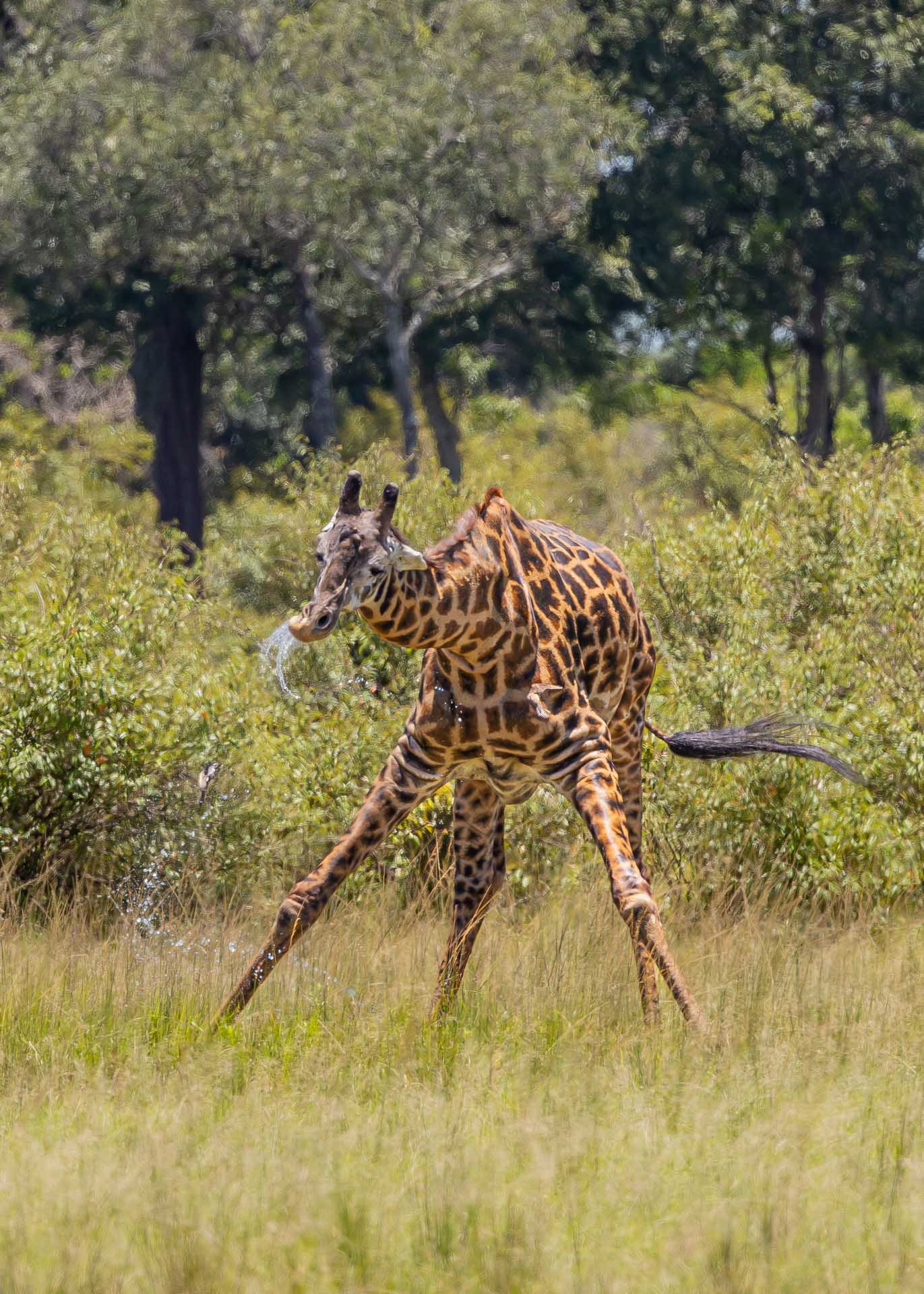 F 7.1, 1/2000, 1SO 1250 | Joseph Njenga