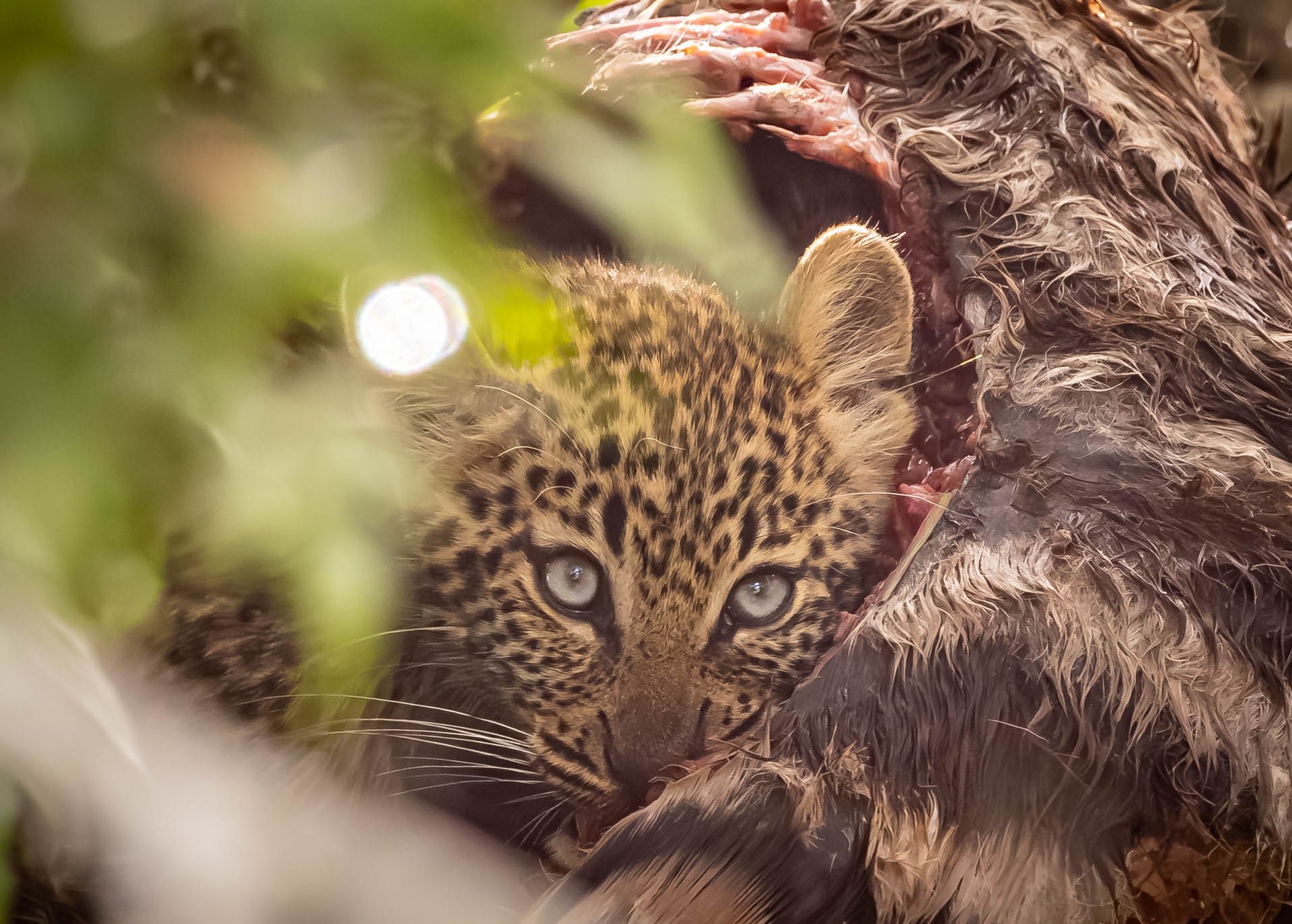 Above: A young leopard still sporting its baby blues