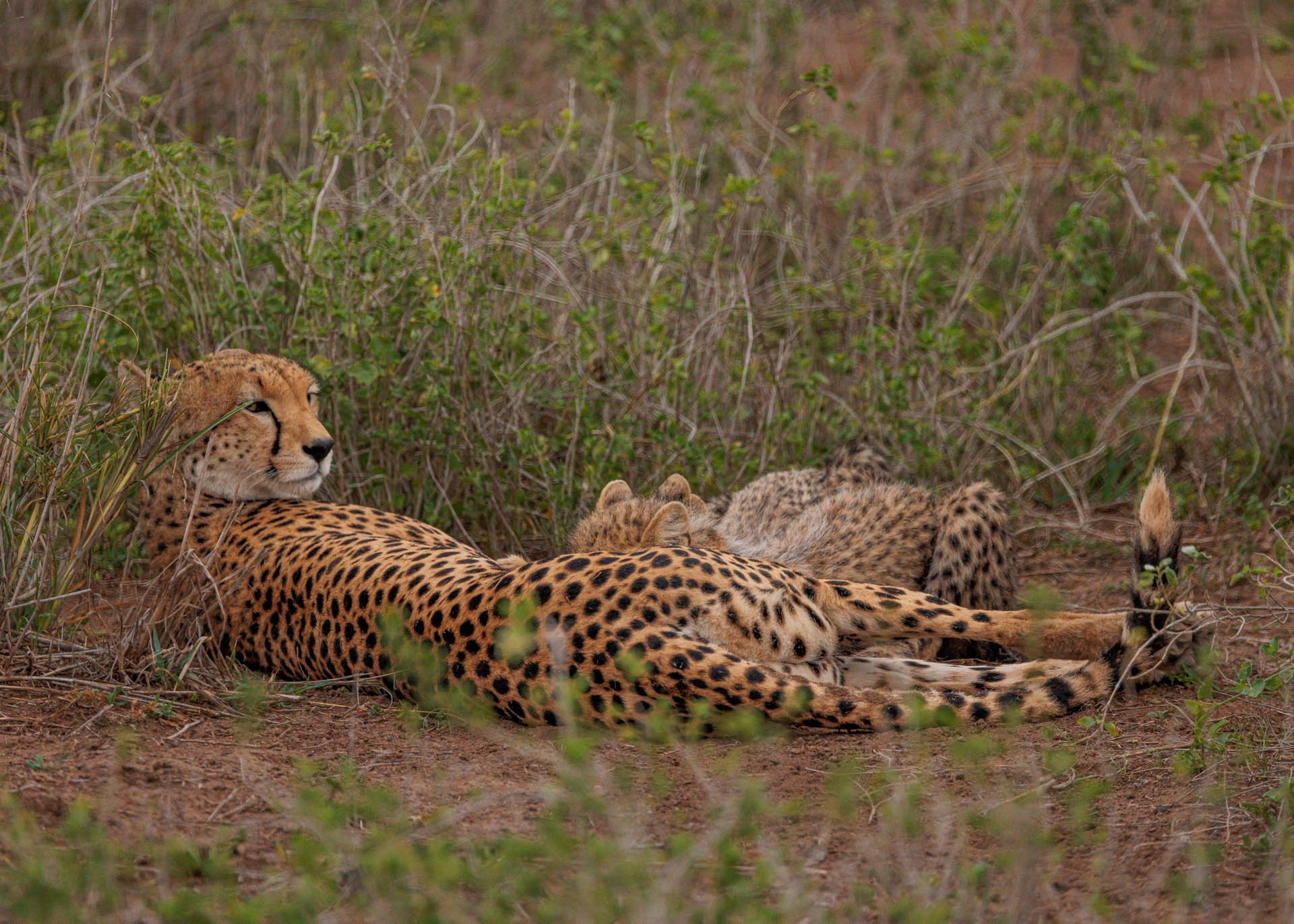 F7.1, 1/1600, ISO1000 | Marvin Mwarangu 