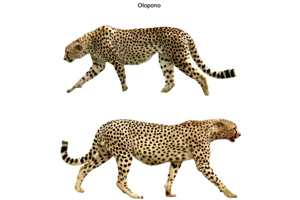 Olopono — easy to spot, hard to miss
