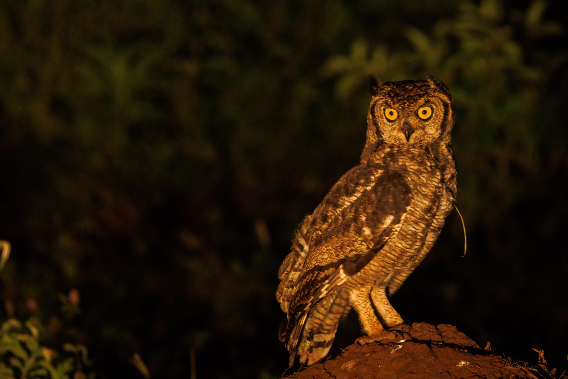 F9.0, 1/10, ISO800 | Guide Jeremy Lorinyo 